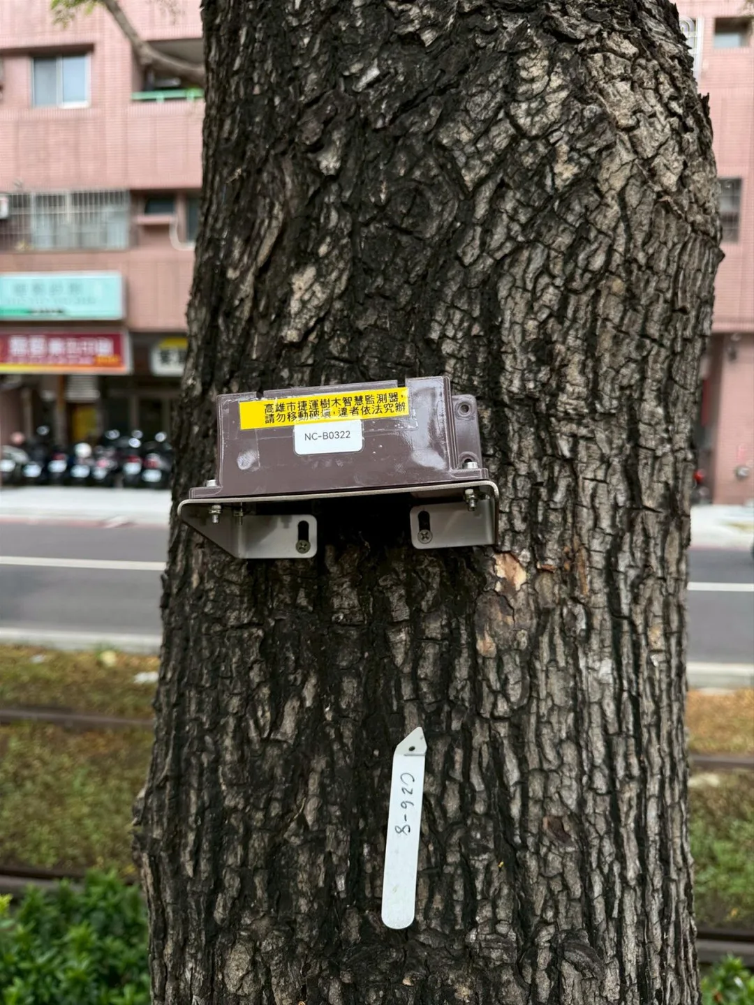 依樹木傾斜方向角度安裝傾斜儀。高捷提供