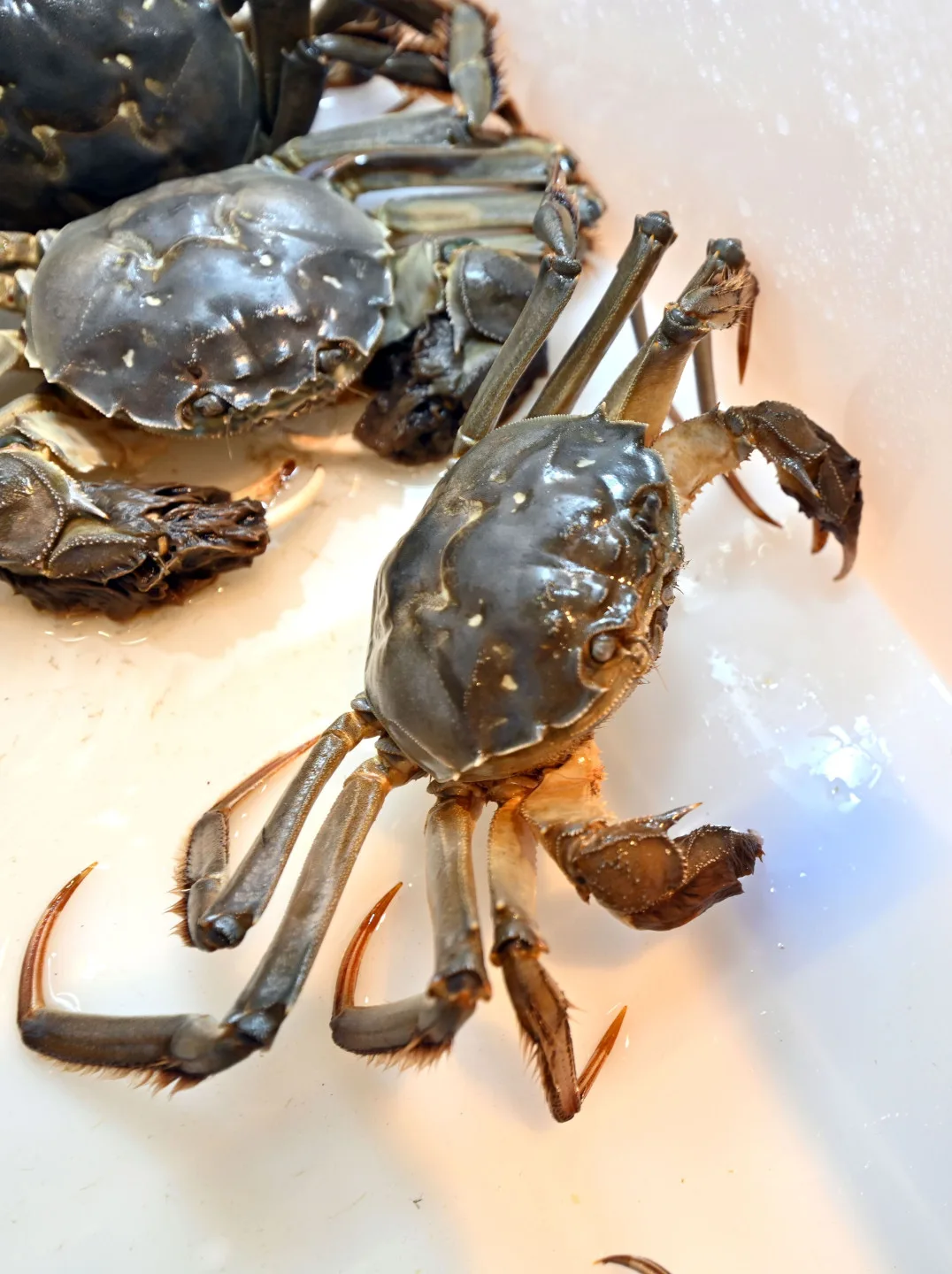 苗栗大閘蟹每隻都具備了「青背、白肚、金爪、黃毛」條件。