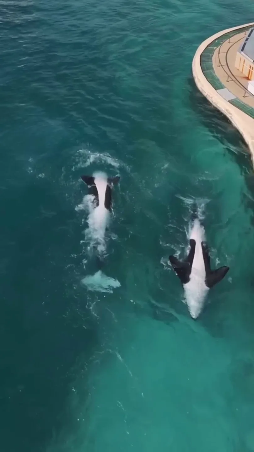 虎鯨母子在無人機聲響下轉身、跳躍,彷彿重現表演動作,令人心碎。翻攝自sephlawless IG