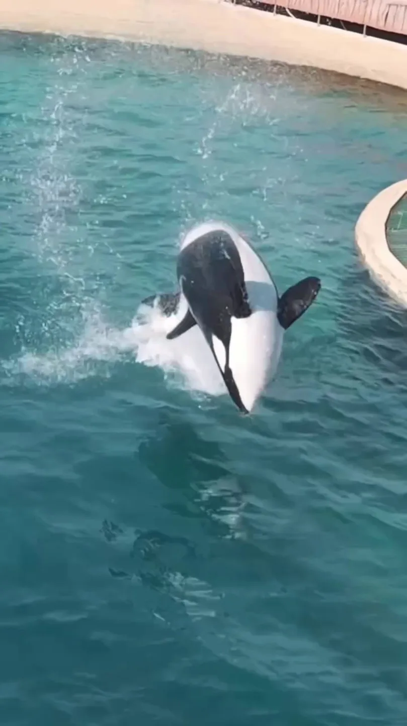 虎鯨母子在無人機聲響下轉身、跳躍,彷彿重現表演動作,令人心碎。翻攝自sephlawless IG