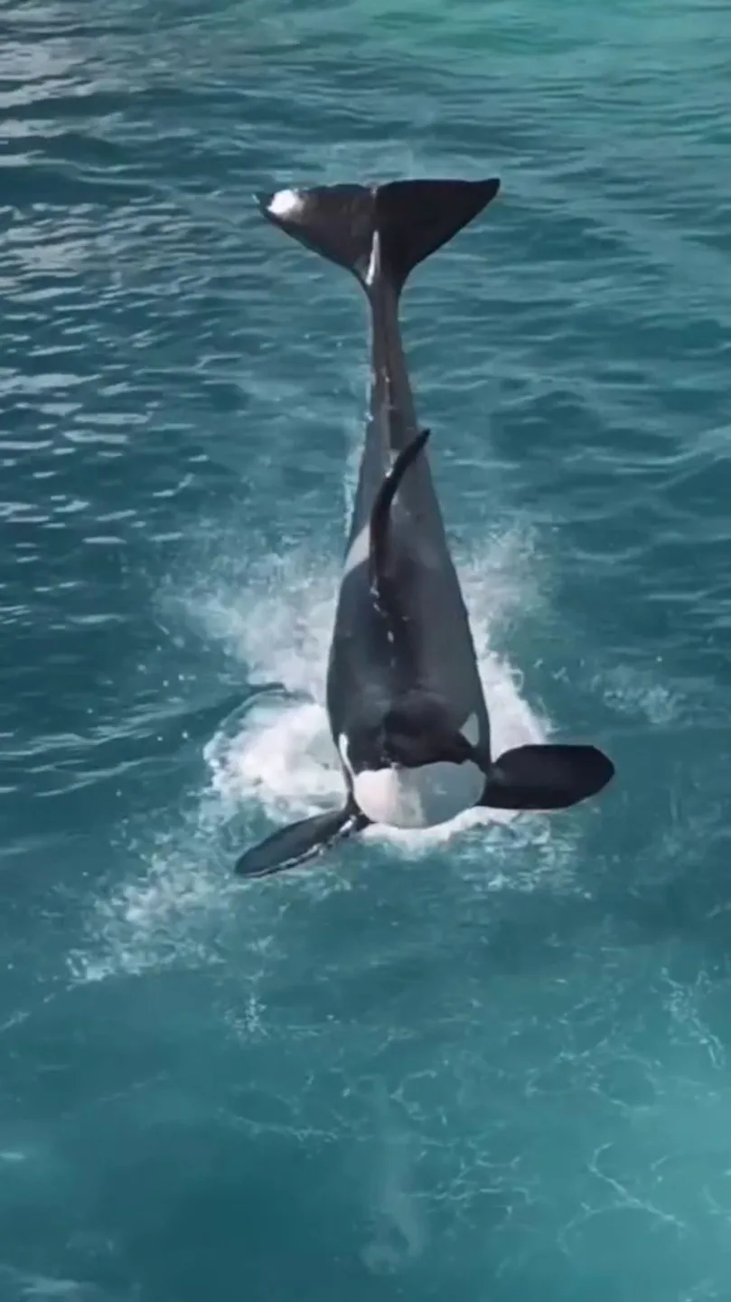 虎鯨母子在無人機聲響下轉身、跳躍,彷彿重現表演動作,令人心碎。翻攝自sephlawless IG