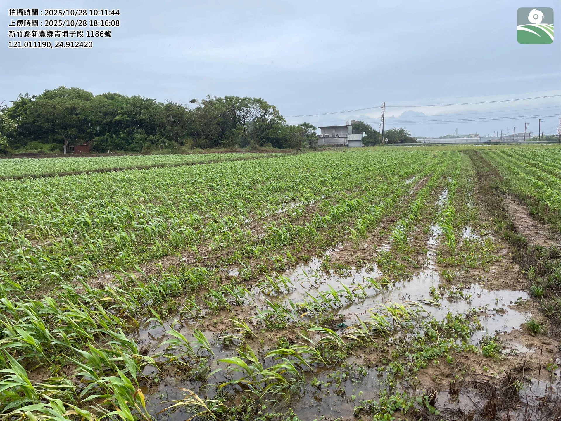 高粱災害照片。竹縣府提供