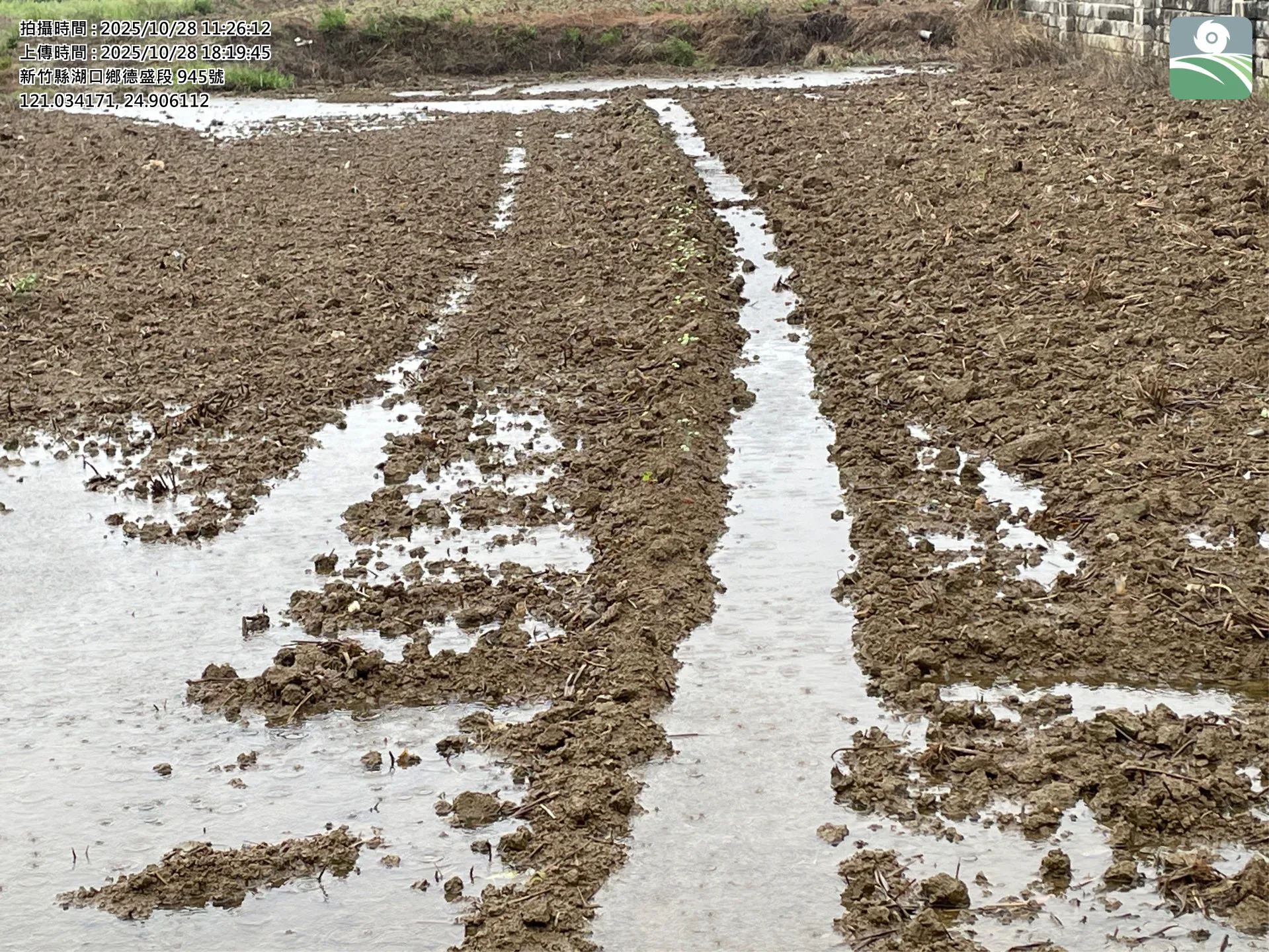 蕎麥災害照片。竹縣府提供
