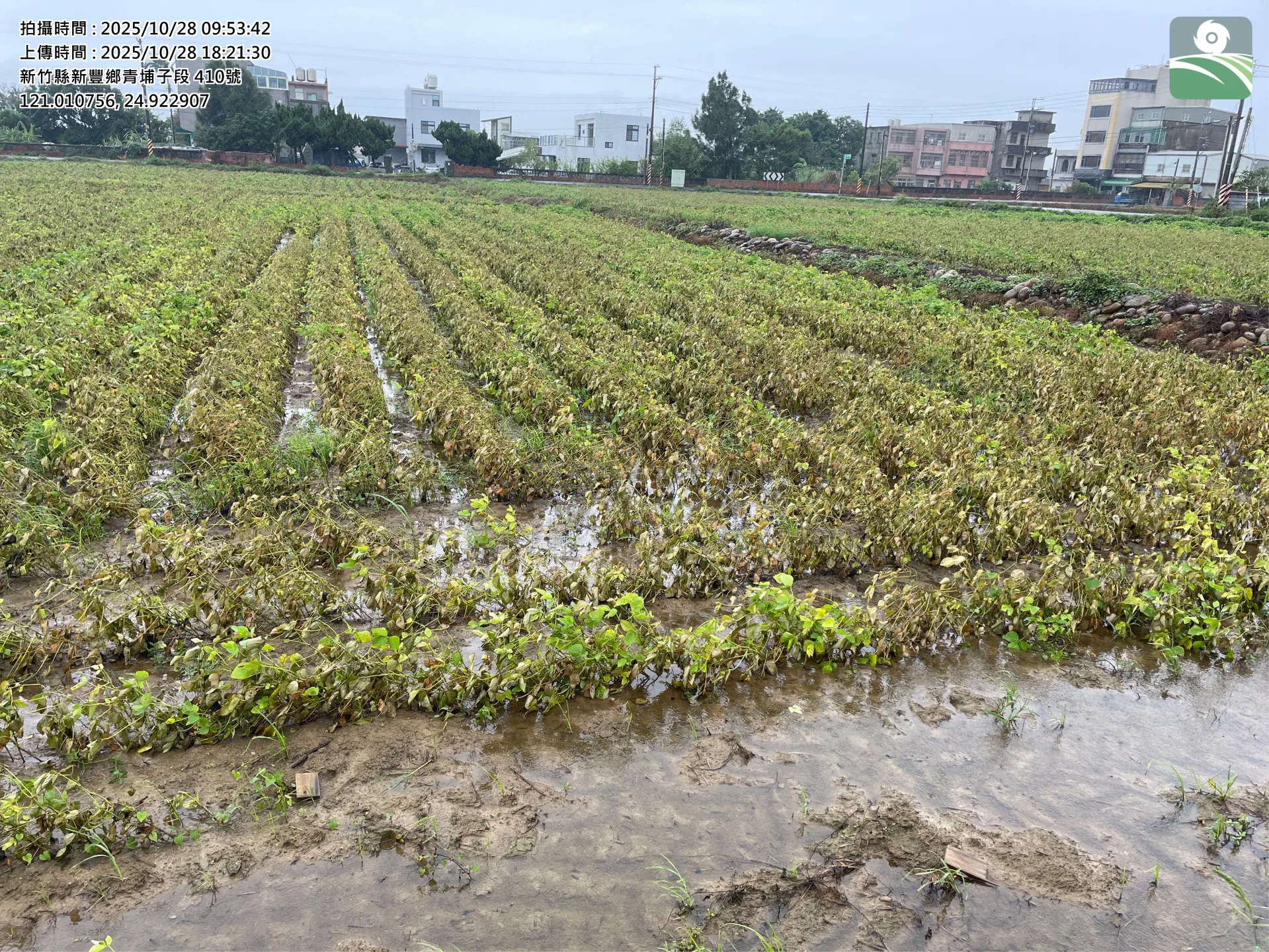 大豆災害照片。竹縣府提供