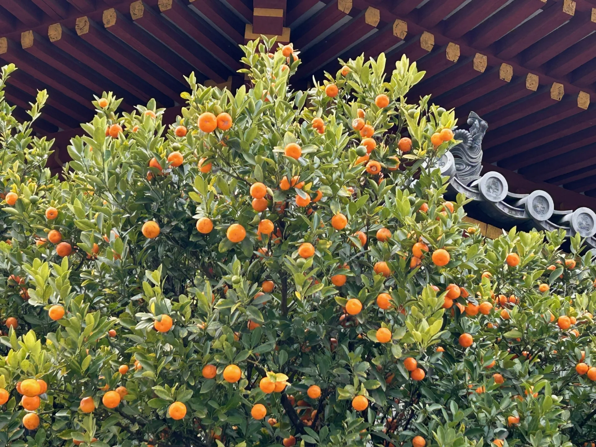 神社前種的立花橘。Kanon攝