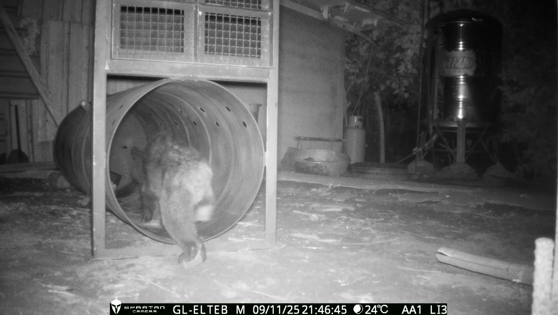 黑熊進入誘捕籠。花蓮分署提供