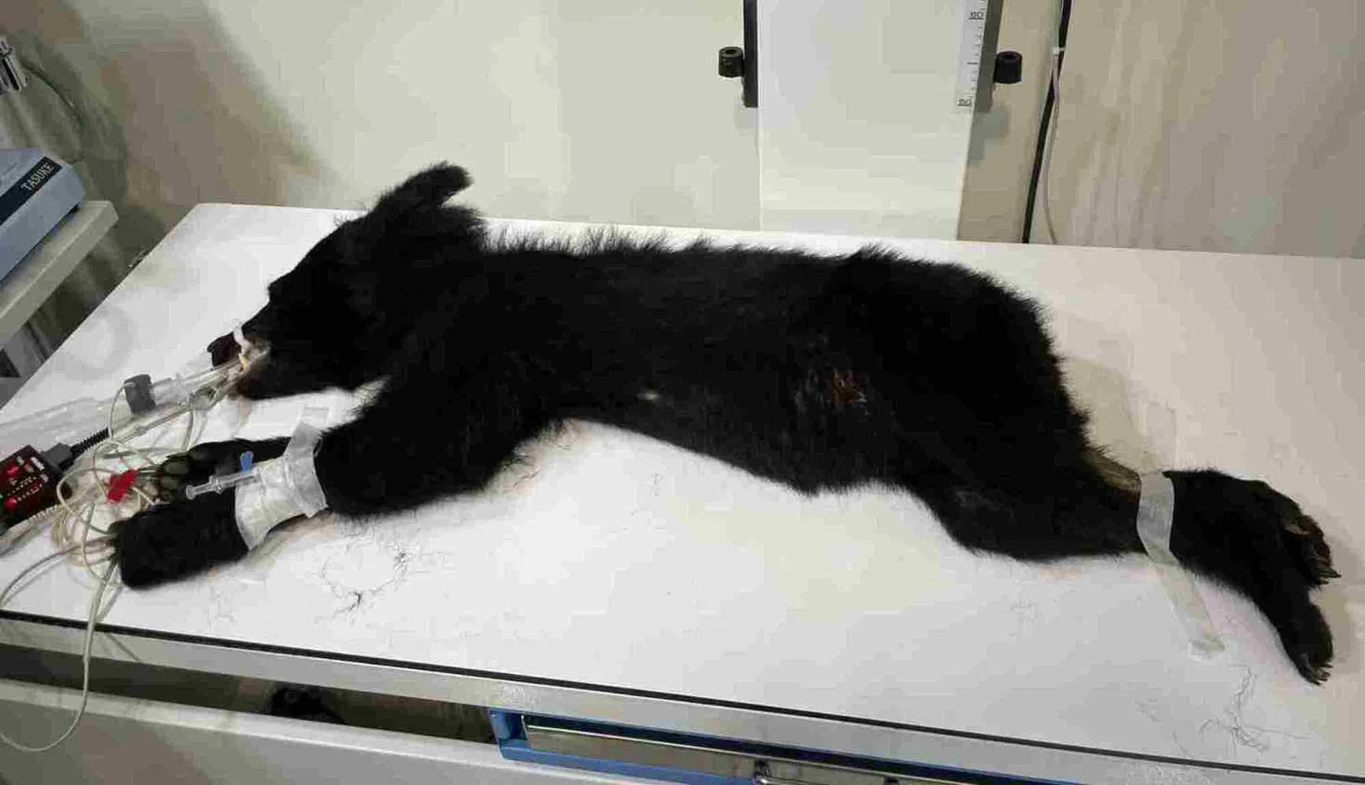 黑熊健康狀況尚可,但體態消瘦。花蓮分署提供