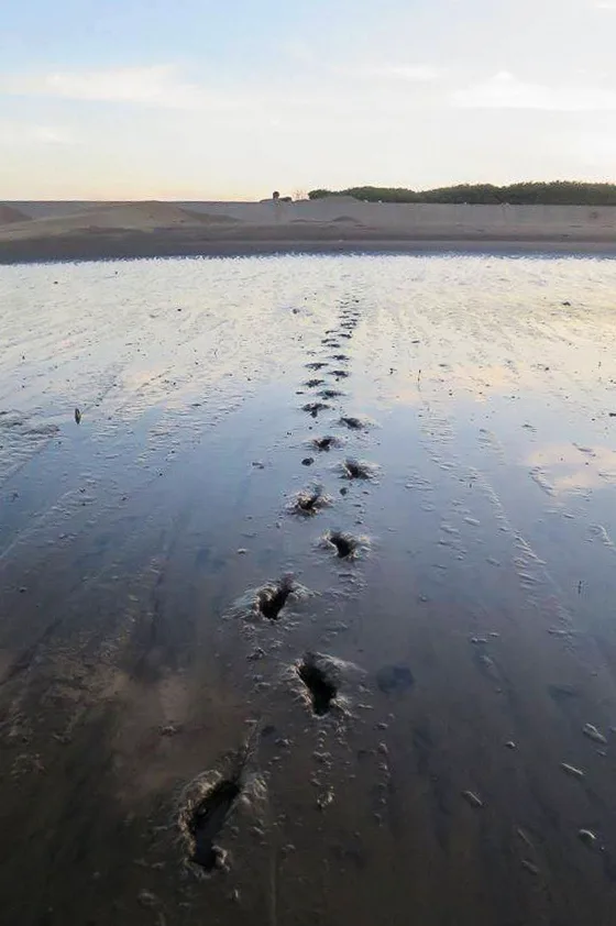現在淤積的南寮漁港,退潮時竟然可從這一岸走到對面一岸隄防。陳權欣攝