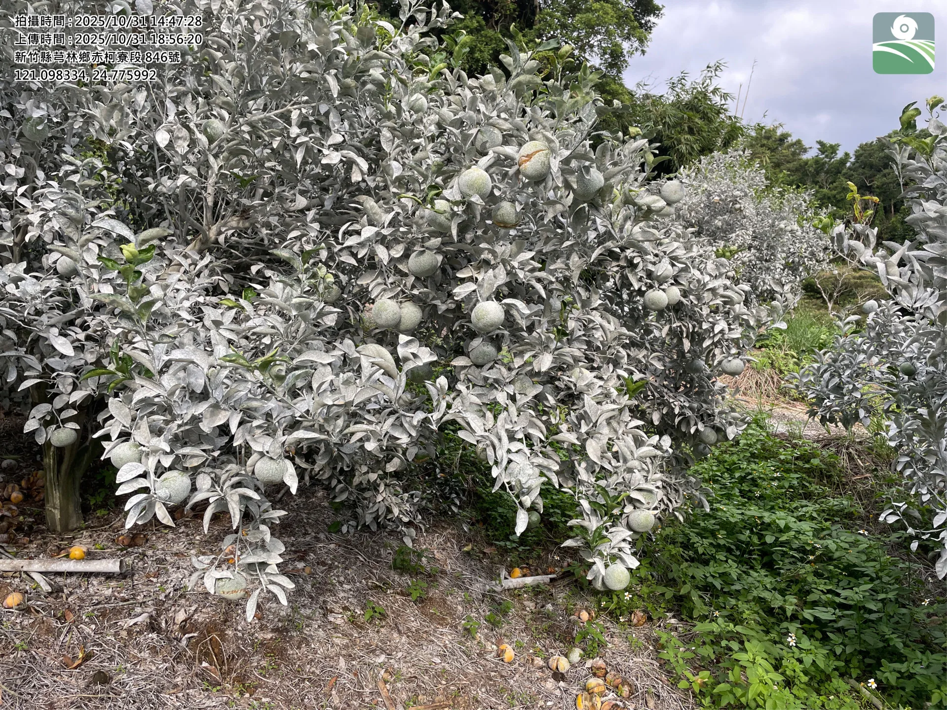 新竹縣芎林鄉茂谷柑因連續降雨發生裂果及落果現象。新竹縣政府提供,攝於10月31日