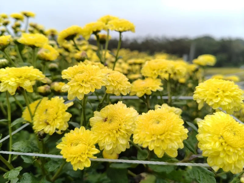 銅鑼鄉農會12日表示,目前杭菊花開約4成,預計11月中旬起為期3週,將迎來最佳賞花時機。銅鑼鄉農會提供,中央社