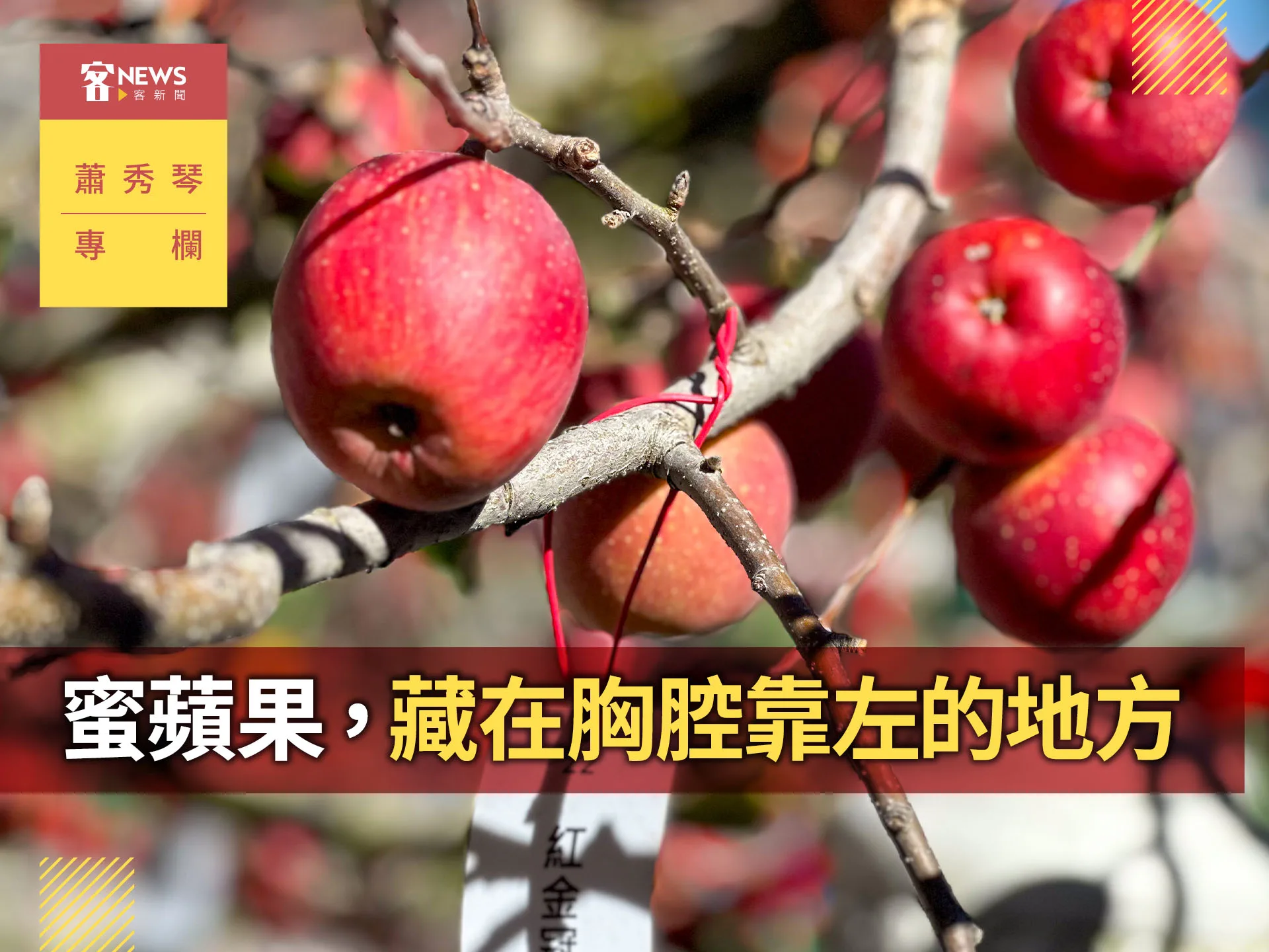 蕭秀琴專欄／蜜蘋果，藏在胸腔靠左的地方