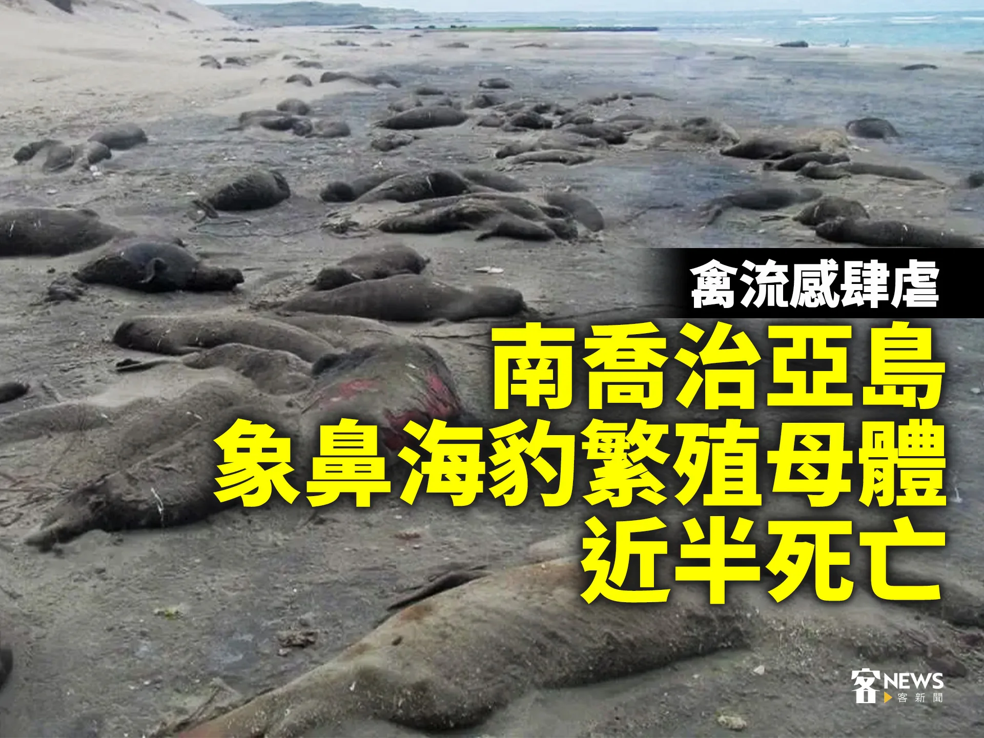 禽流感肆虐　南喬治亞島象鼻海豹繁殖母體近半死亡