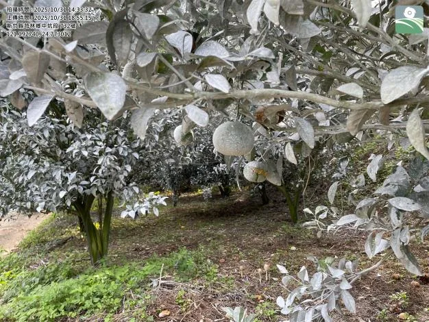 高溫豪雨致農損　農業部提供芎林桶柑、茂谷柑現金救助