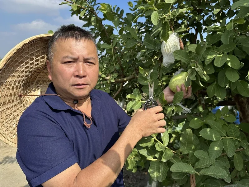 氣候衝擊彰化芭樂量減價飆新高　農會估12月底回穩