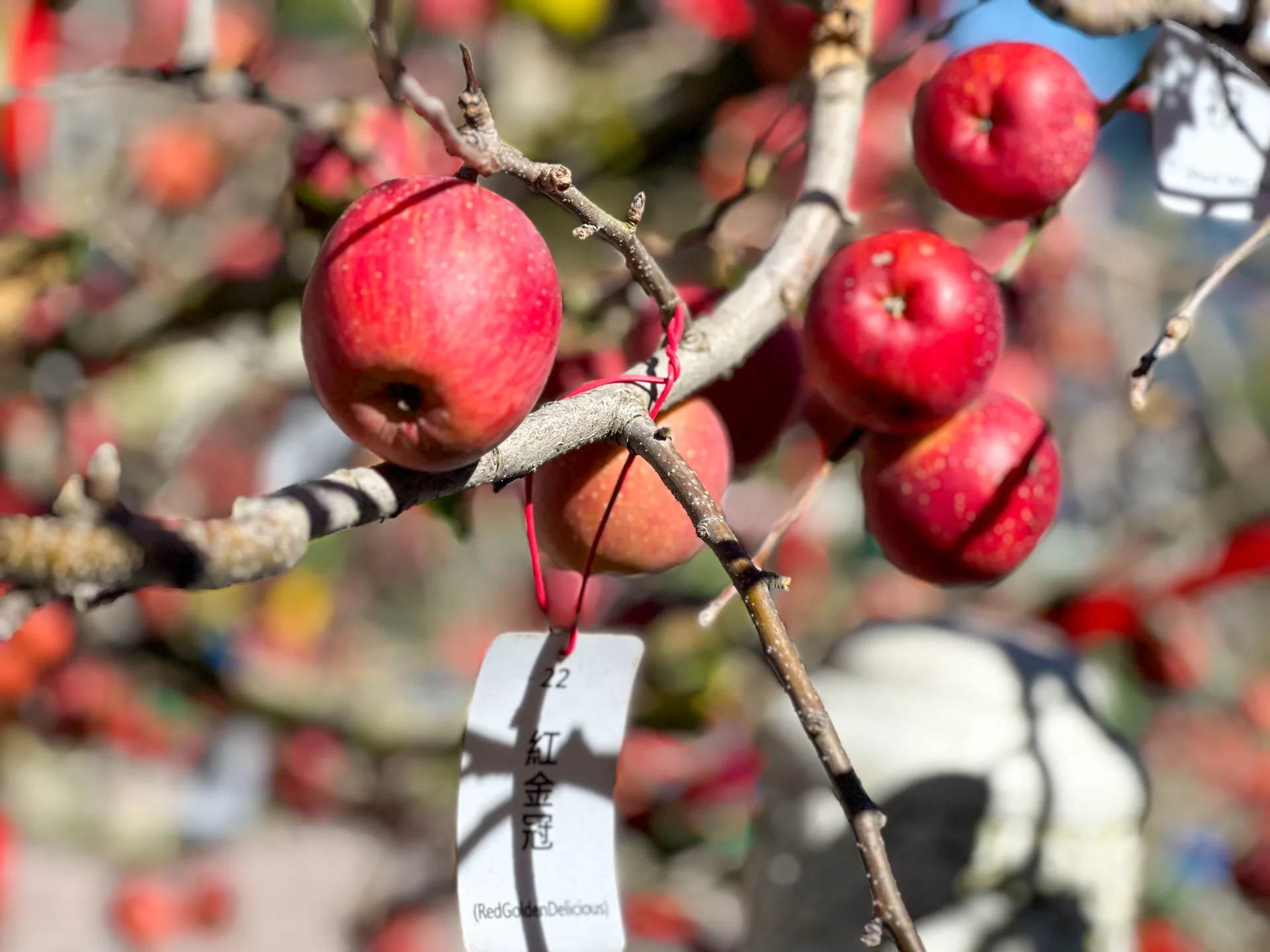 臺灣人愛的紅金冠。蕭秀琴攝