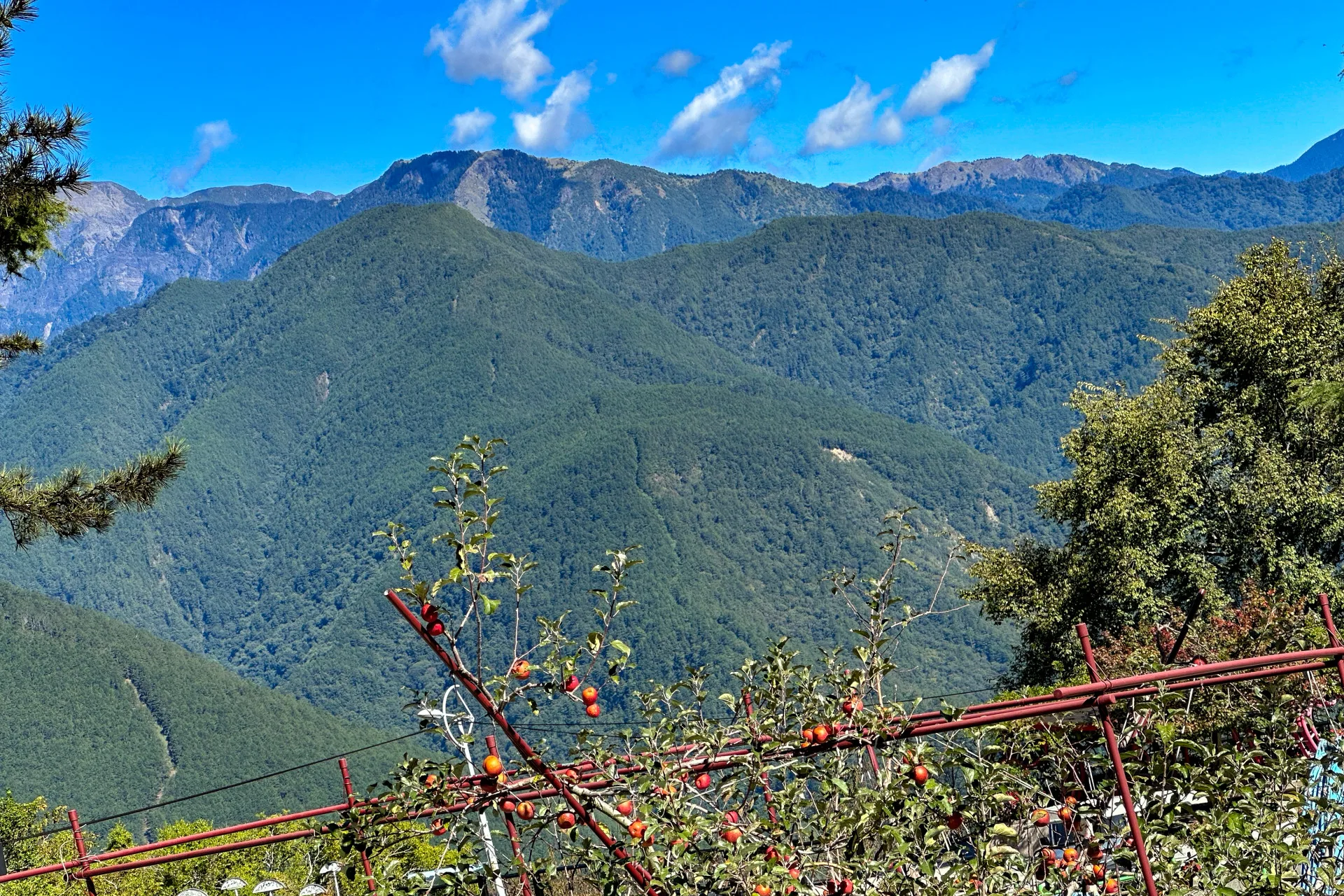 座落在2000多公尺高的山谷裡的梨山蘋果。蕭秀琴攝