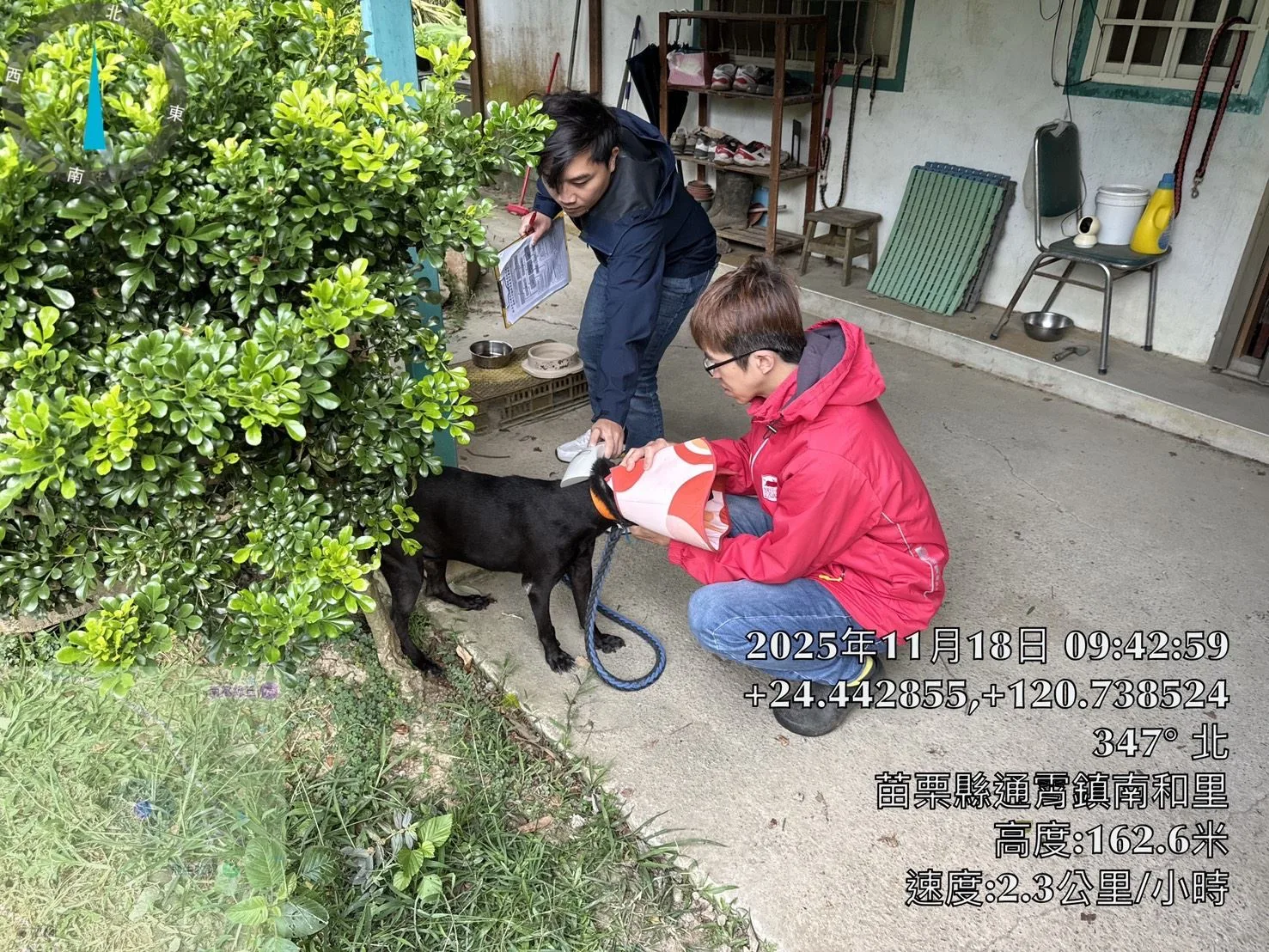 苗栗縣通霄鎮出現「首例」檢出「鼬獾」狂犬病陽性案例,接觸陽性鼬獾犬隻,由專人親送獸醫研究所。