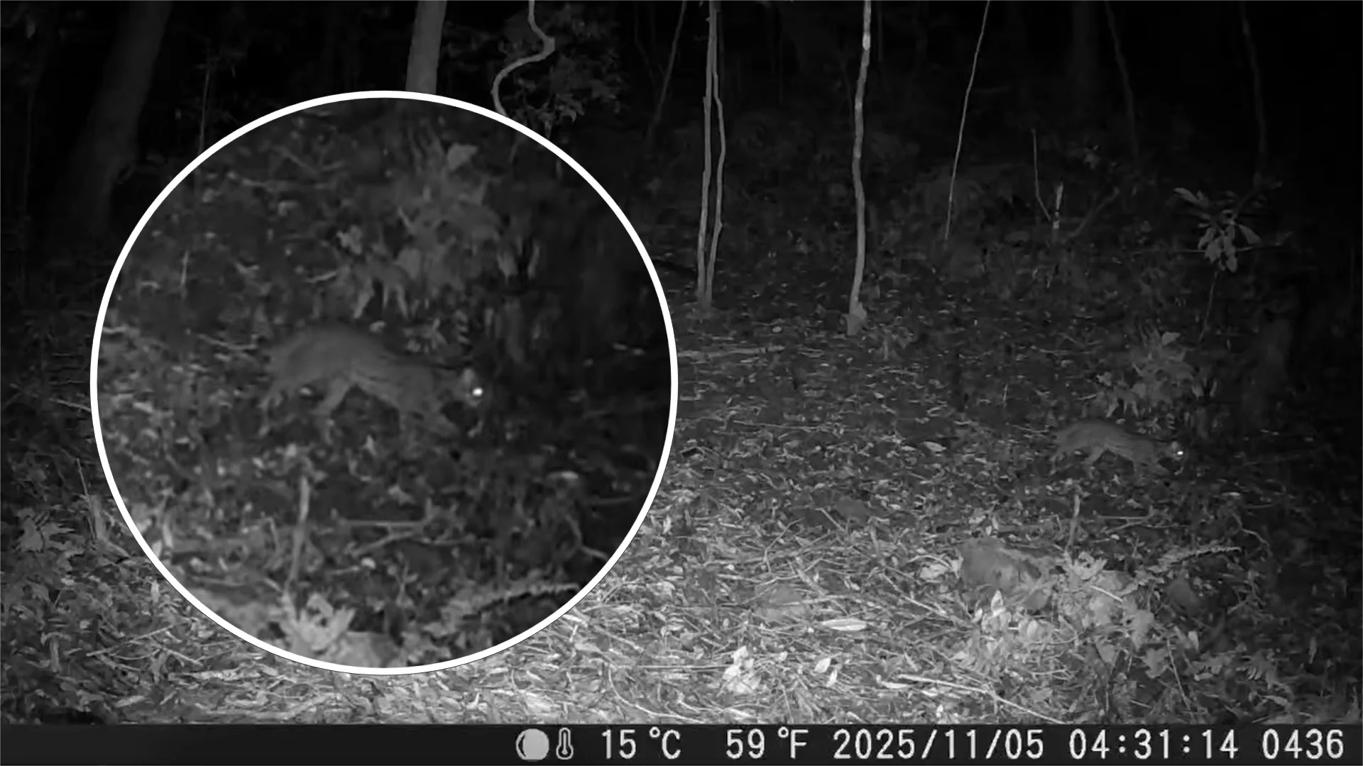 林業保育署嘉義分署與嘉義縣鄒族獵人協會及屏東科技大學合作,日前以紅外線自動相機在阿里山鄉里佳部落周邊國有林地拍攝到石虎。農業部林業及自然保育署嘉義分署提供