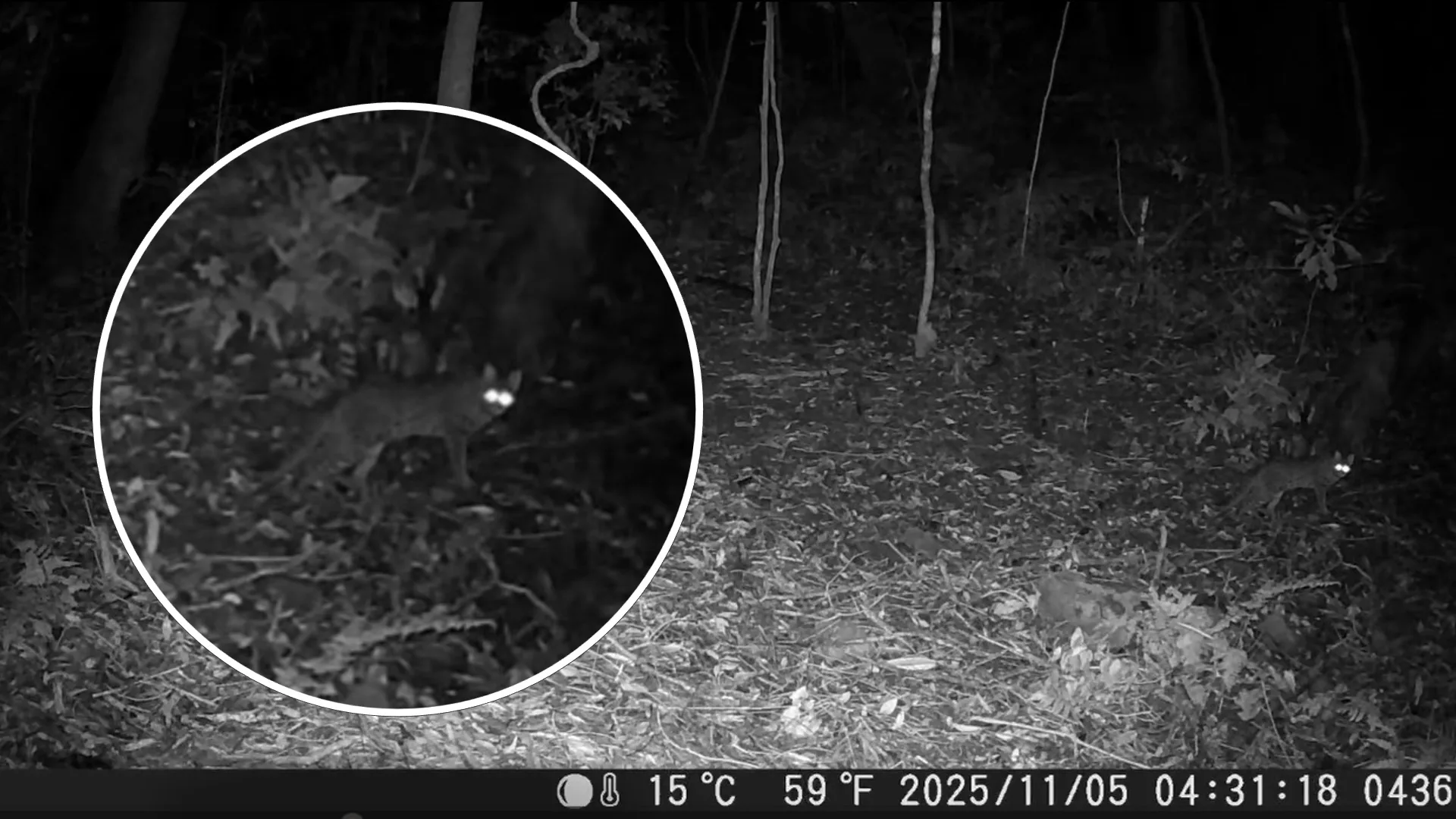 本次石虎發現位置海拔達1752公尺,創嘉南地區最高海拔發現紀錄。農業部林業及自然保育署嘉義分署提供