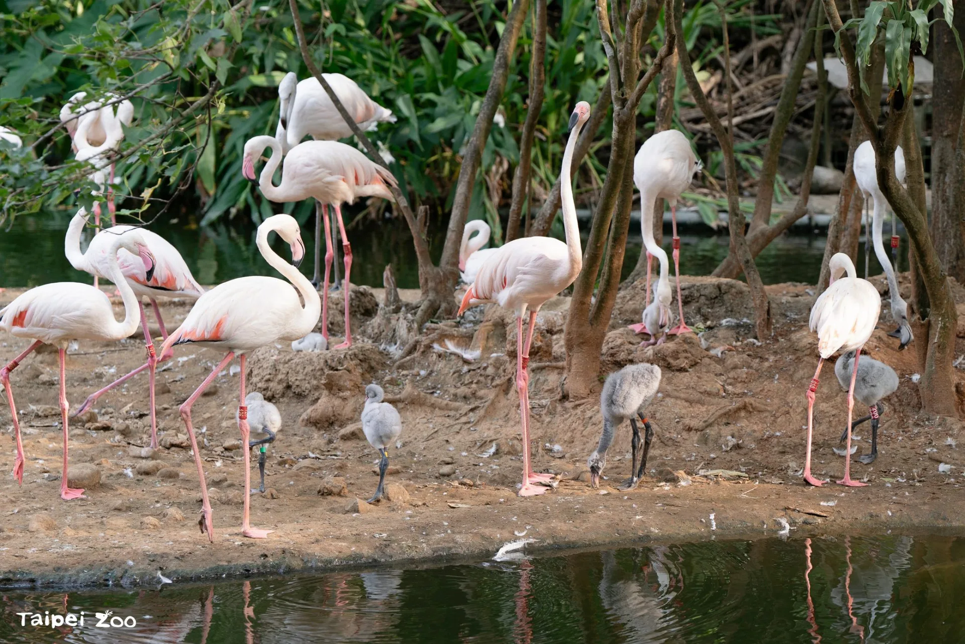 北市動物園今年一口氣迎接6隻大紅鶴寶寶。北市動物園提供
