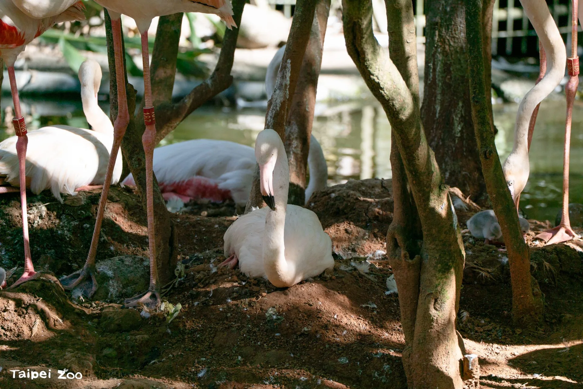 大紅鶴爸媽會築起類似火山錐形的巢並輪流孵蛋。北市動物園提供