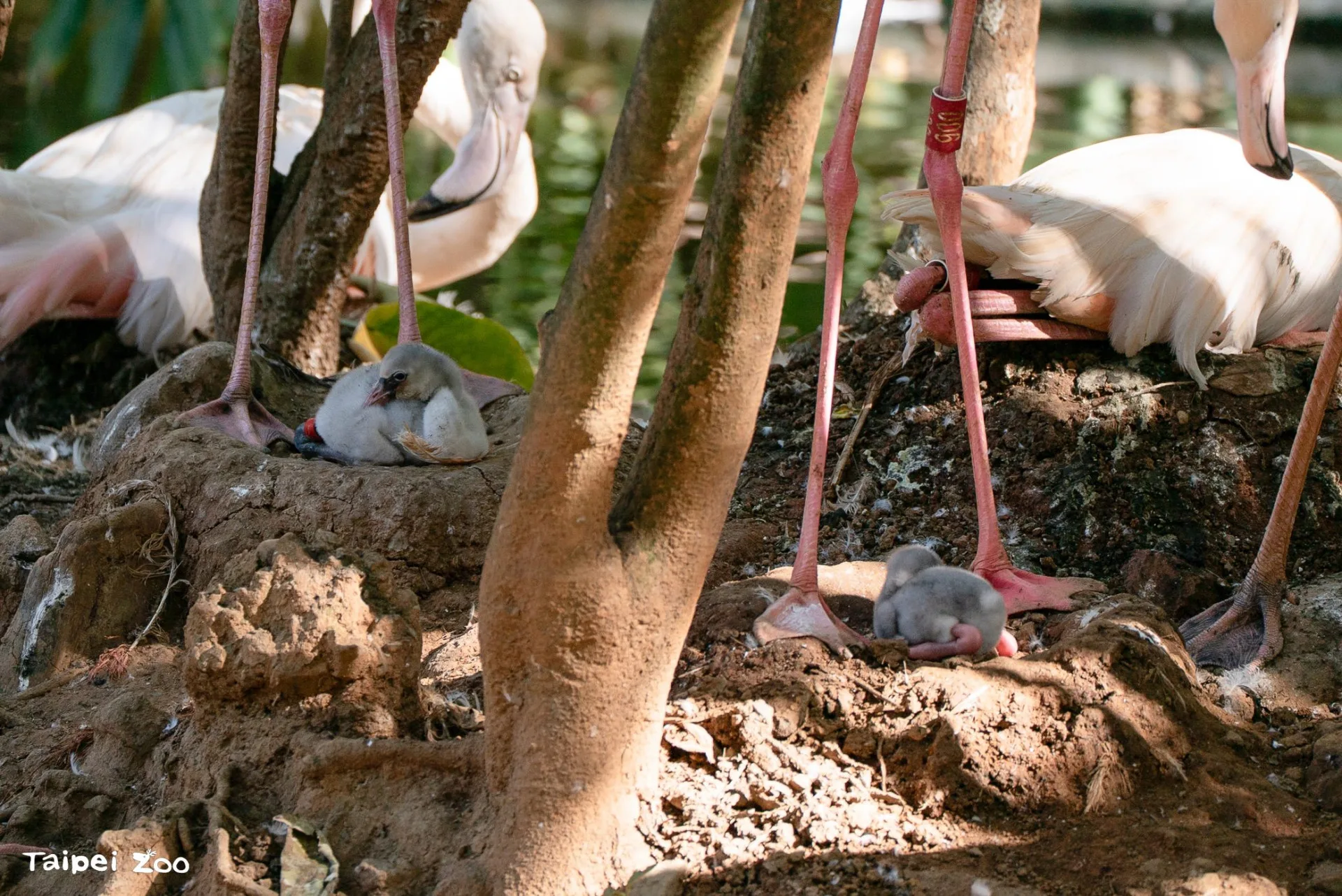 大紅鶴屬於半早熟性鳥類，紅鶴寶寶剛孵化時無法馬上自己行動。北市動物園提供