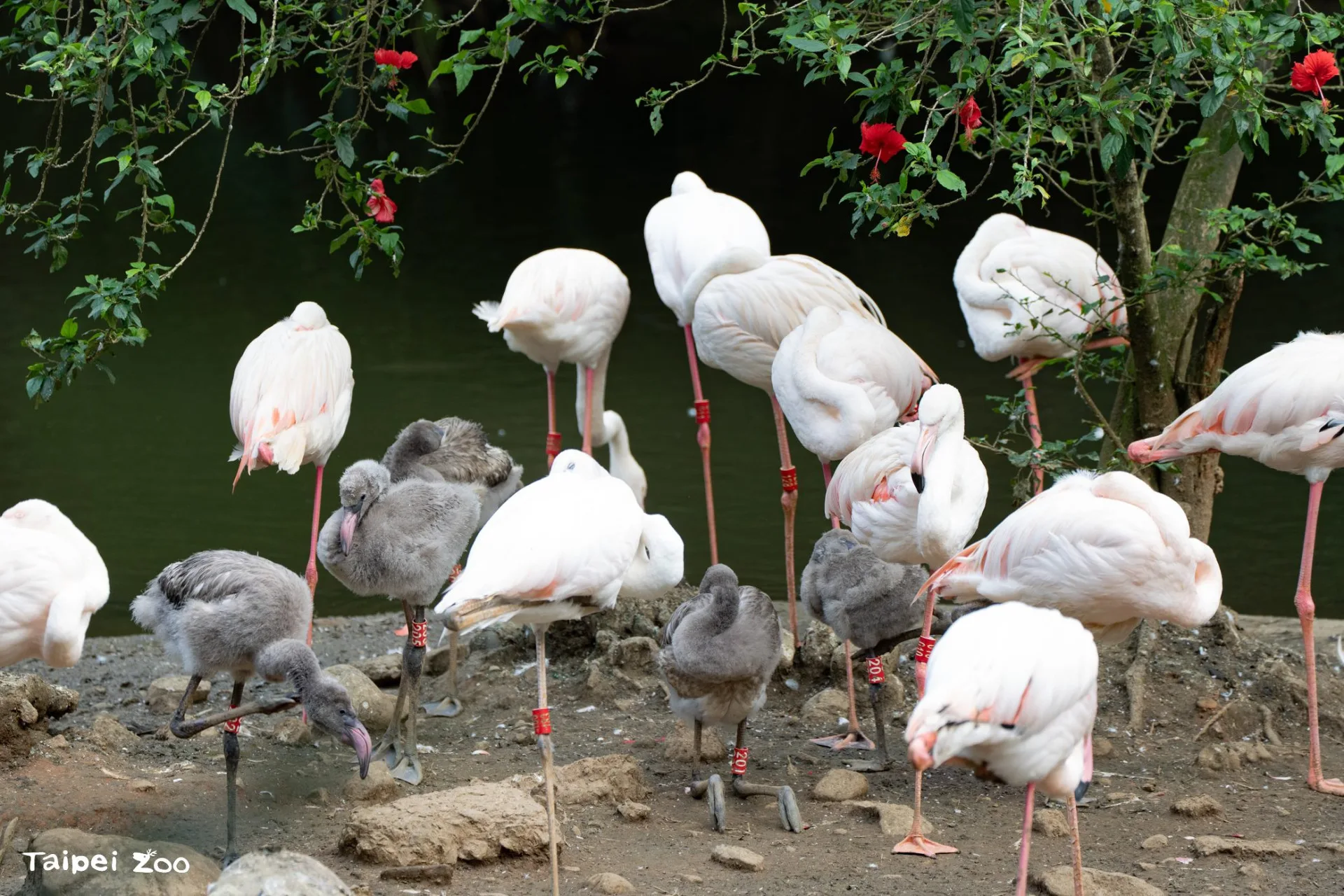 大紅鶴寶寶目前約2個月大，絨羽已開始換成羽毛。北市動物園提供