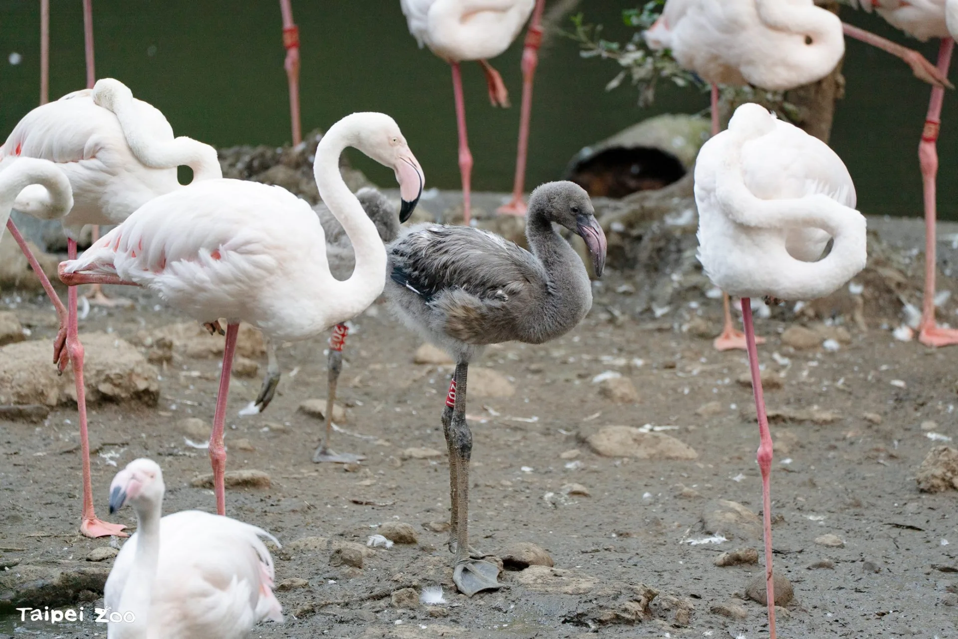 比較大的鳥寶寶已逐漸追上成鳥的身高。北市動物園提供