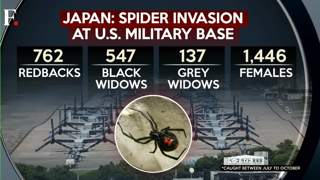駐日美軍岩國基地近年持續出現大量毒蜘蛛。翻攝自First Post《YouTube》官方頻道