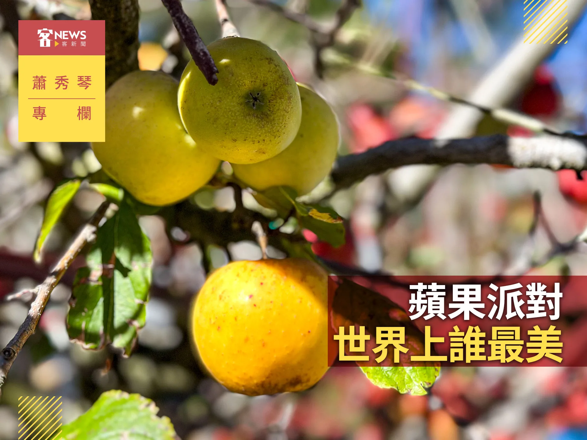 蕭秀琴專欄／蘋果派對，世界上誰最美