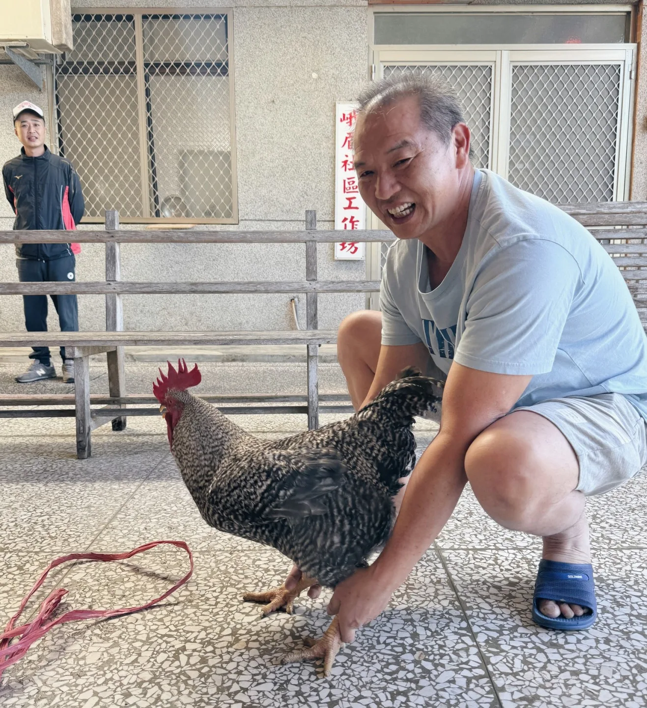 閹雞比賽活雞秤重的雞隻。滾回家提供