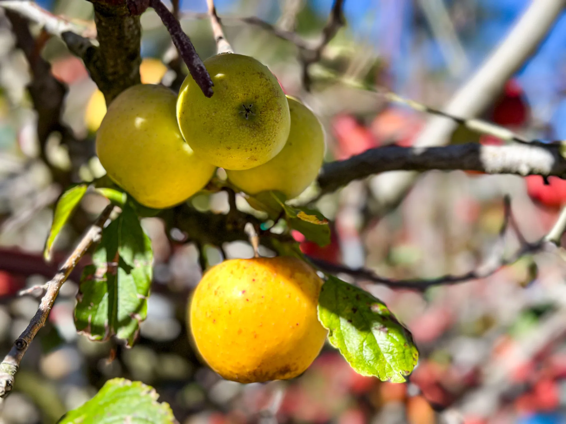 梨山上的金蘋果。蕭秀琴攝