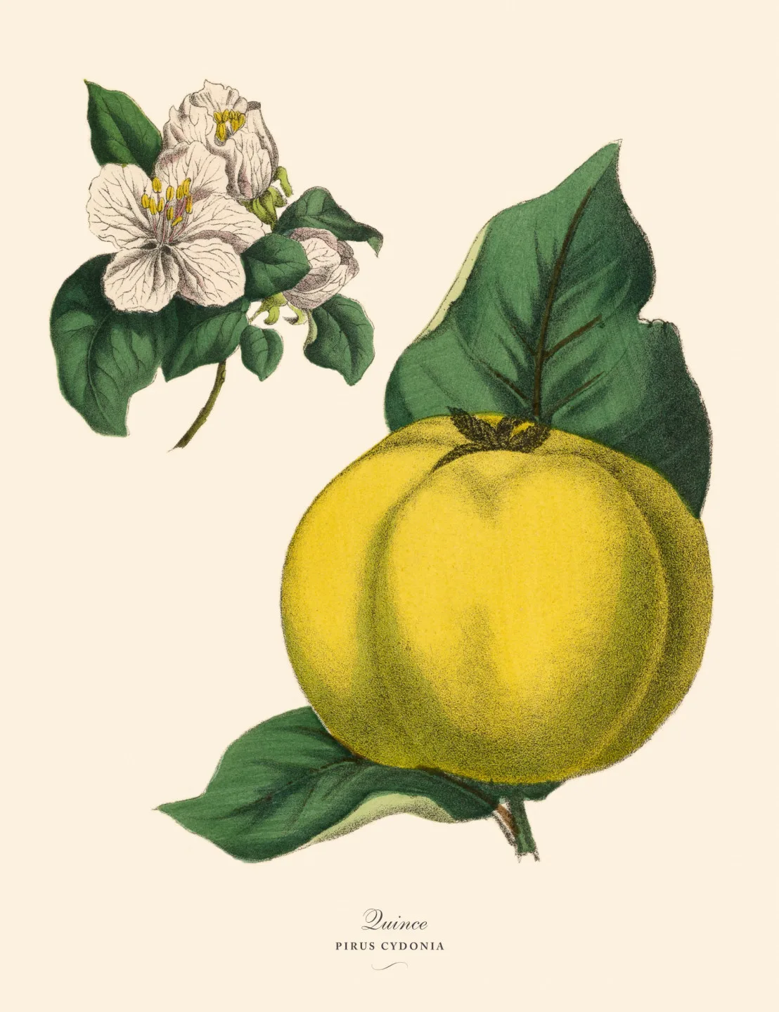 古典畫中常見的金蘋果是古希臘語中的榅桲，稱作「基多尼亞之蘋果」（κydonion mēlon）。蕭秀琴提供