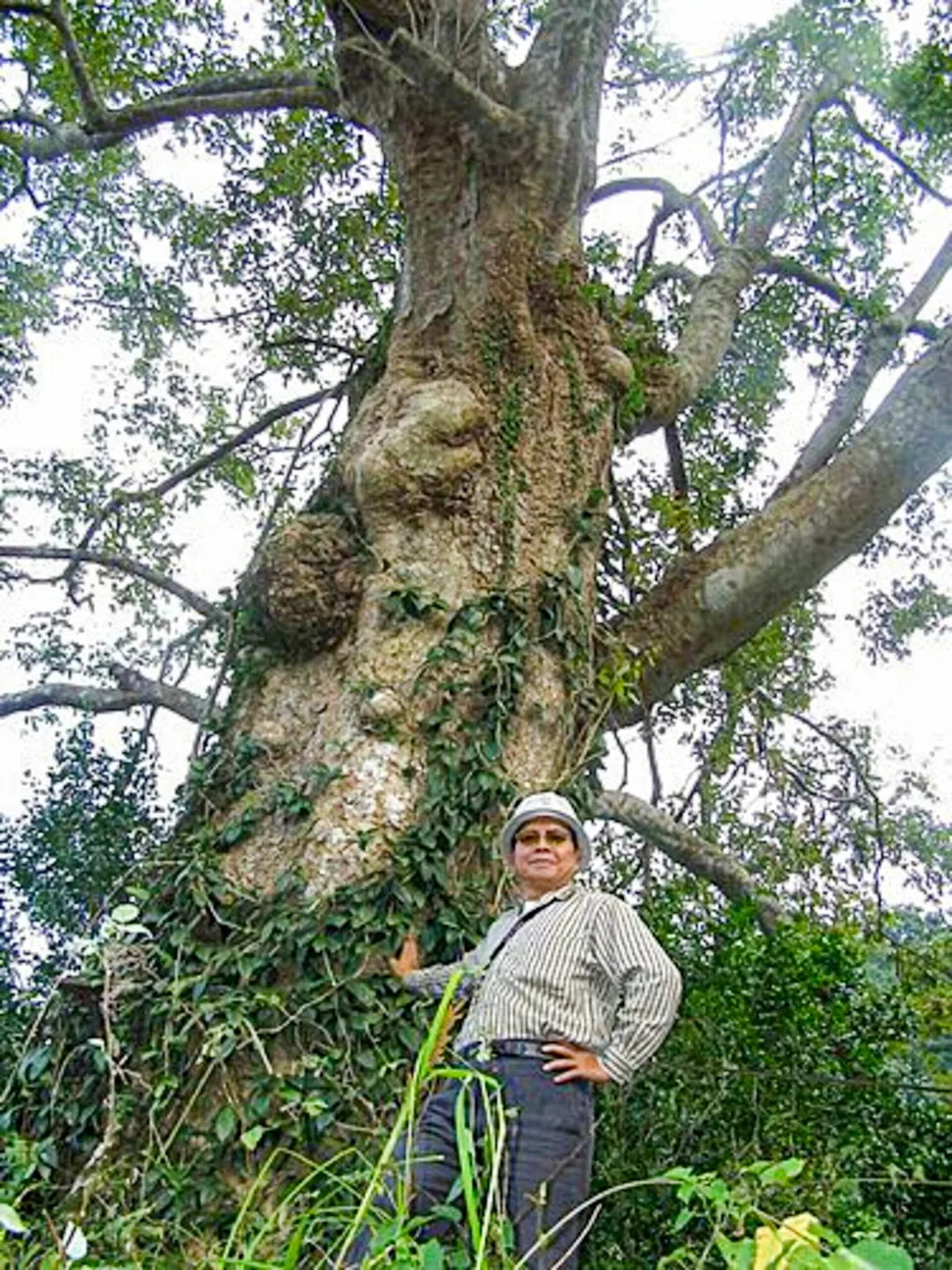 峨眉鄉的七星村，則有巨大無患子，長年受村民敬奉，是庄內世世代代的守護者。替新竹文史工作者吳慶杰跟無患子巨樹合拍一張照片。陳權欣攝