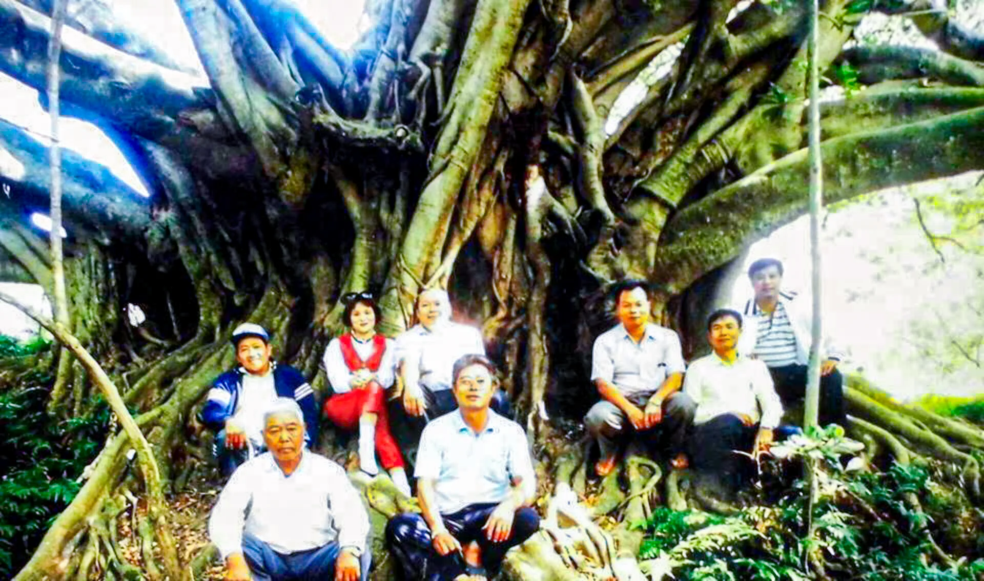 寶山鄉曾有一棵需十人才合抱的巨榕，卻在一次颱風中被連根拔起，自此寶山再無真正的大樹。陳權欣攝