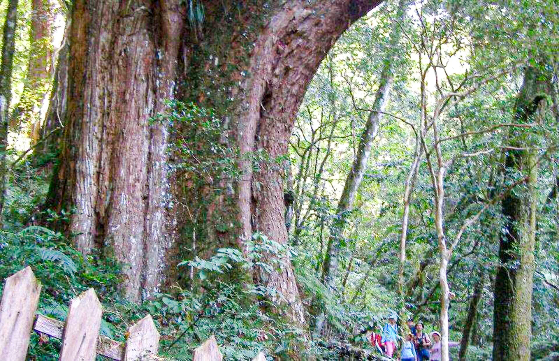 新竹鎮西堡的巨大神木，是全台灣人的生命之樹，每一棵都很巨大。值得全台灣人前往欣賞。陳權欣攝
