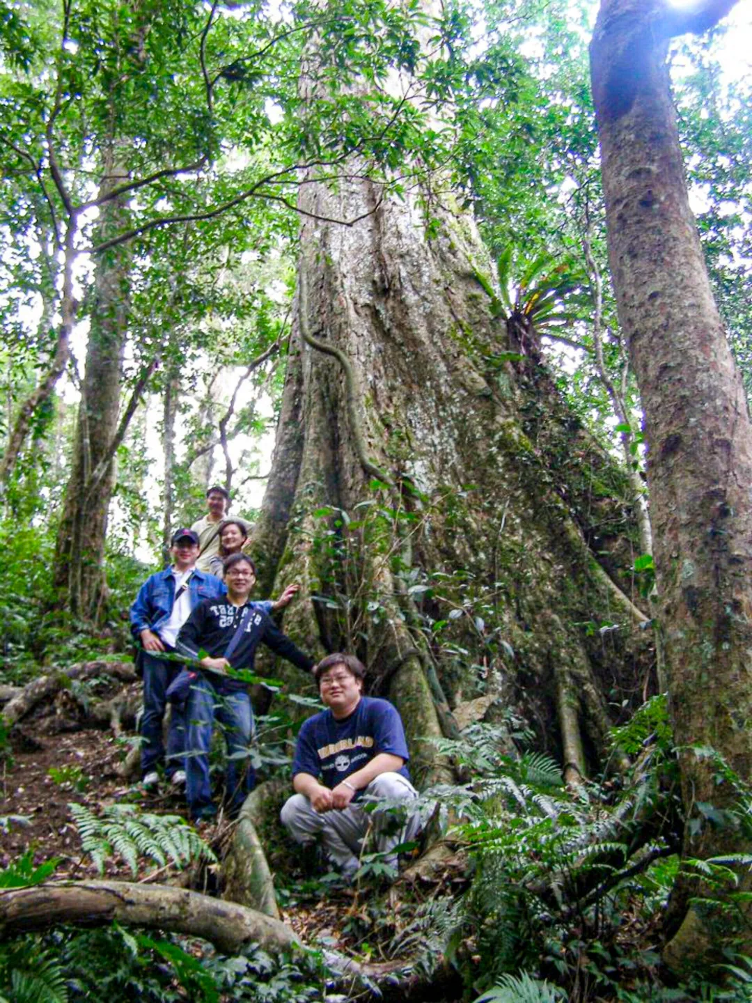 新竹縣太祖山鵝公髻山上的赤柯神木，赤柯也是青剛櫟，它的種子是台灣黑熊最喜歡的食物。陳權欣攝
