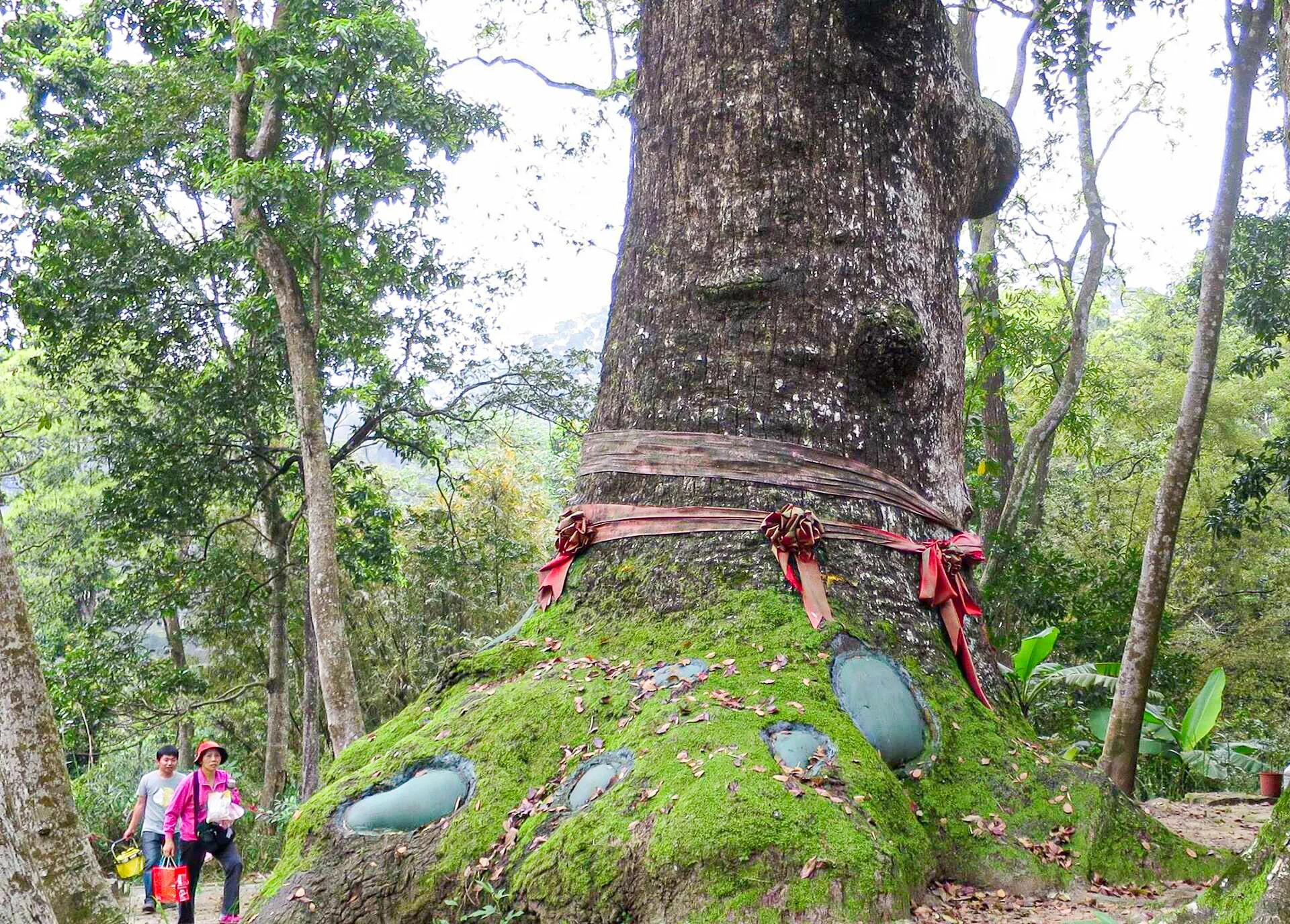 來自桃園的一對母子帶著牲禮，到北埔鄉祭拜二寮神木。這棵樟木是北埔鄉人的生命之樹木，可惜二寮神木死了。陳權欣攝