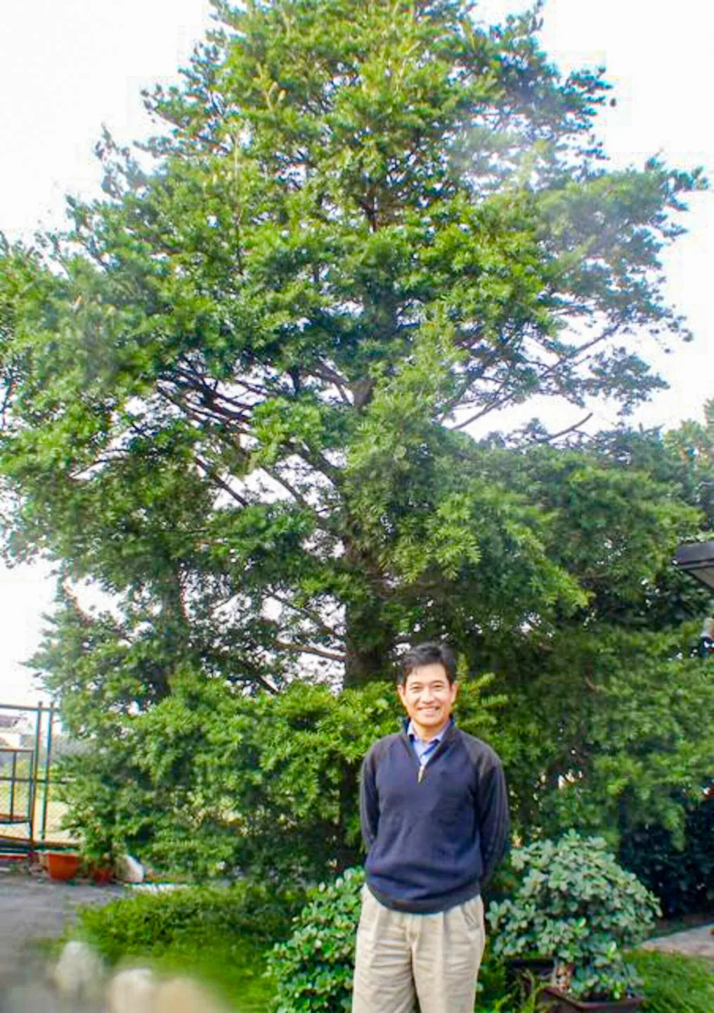 帝王薑母鴨目前由田正祿接管，他延續兄長遺志，發願用一生守護這棵油杉。「只要油杉還在，我哥哥的精神就永遠在。」他這樣說。陳權欣攝