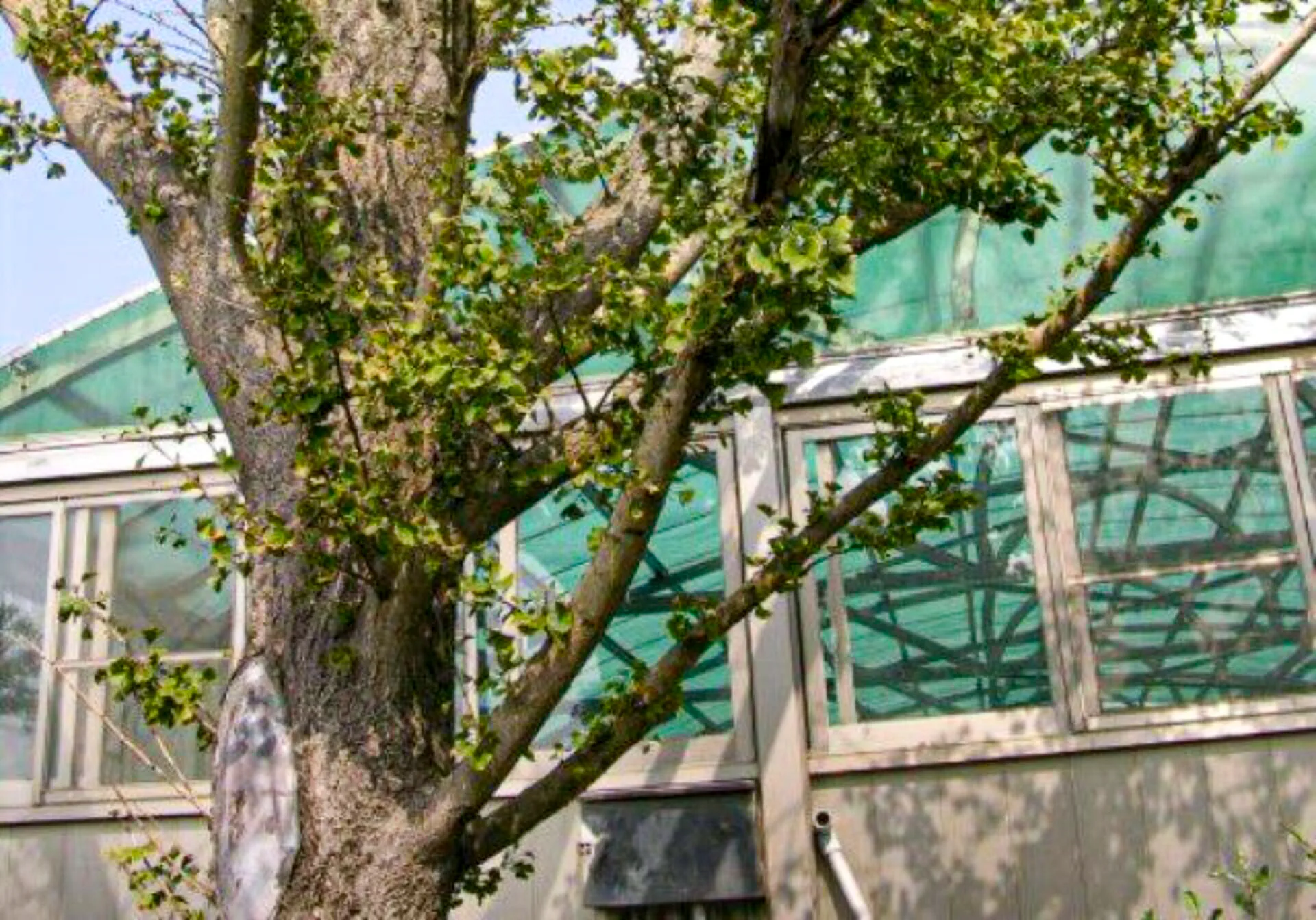 前新竹縣長范振宗家，玻璃植物園外的這棵新竹縣最巨大銀杏是范振宗的生命之樹。陳權欣攝