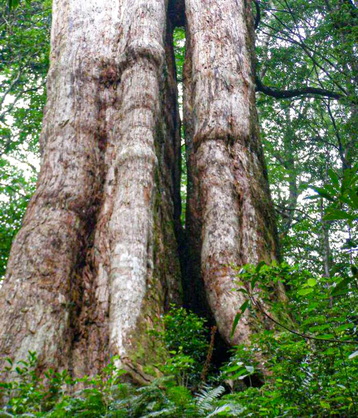 新竹尖石五峰北德拉曼這二棵阿扁神跟連戰神木（如圖），是根相連，相看三千年而不厭。陳權欣攝
