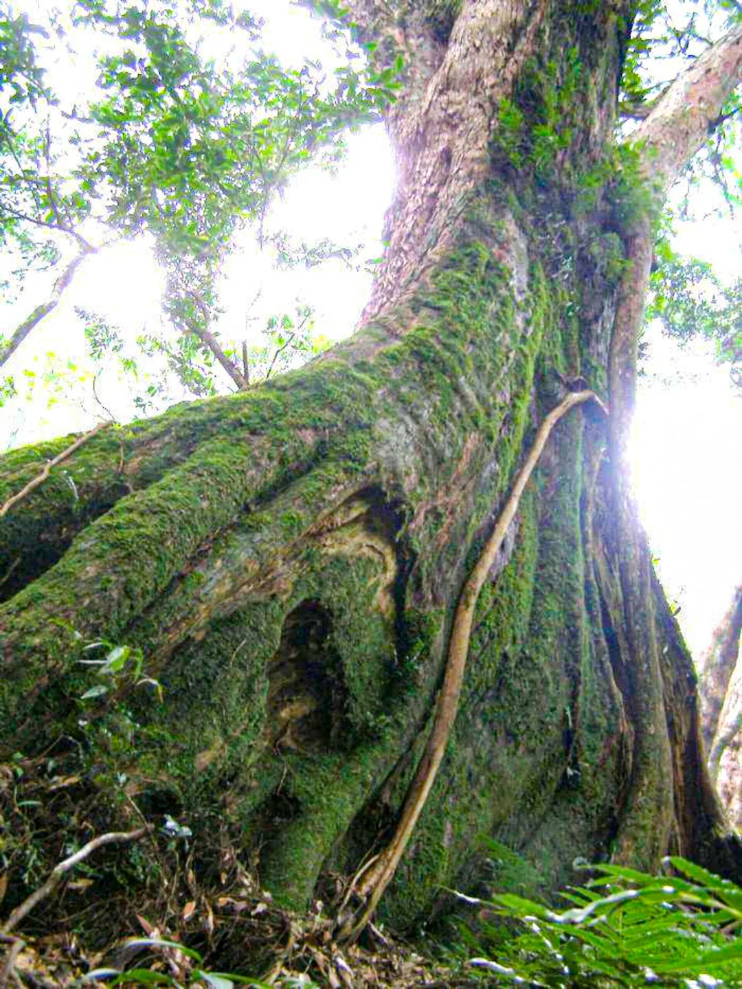 新竹尖石五峰北德拉曼這二棵阿扁神木（如圖）跟連戰神木，是根相連，相看三千年而不厭。陳權欣攝