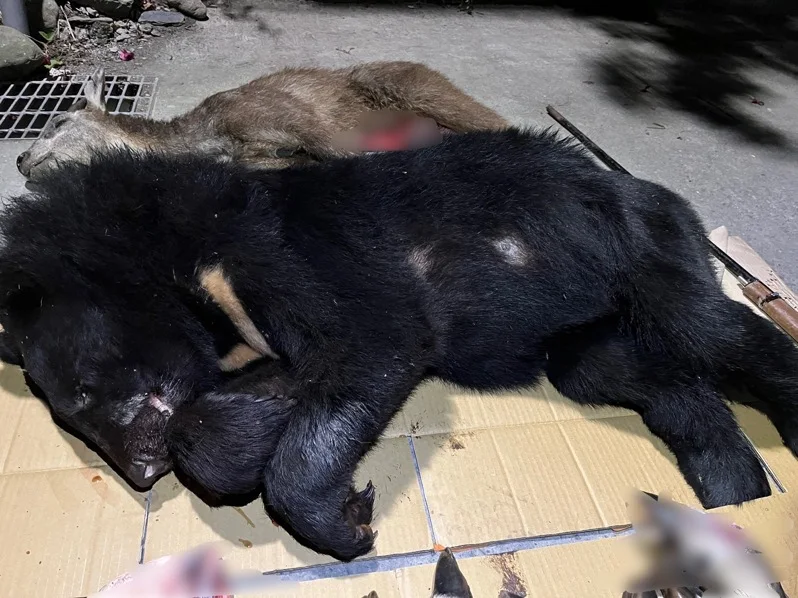 遭獵殺的台灣黑熊。屏東地檢署提供
