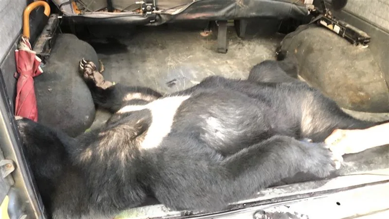遭獵殺的台灣黑熊。屏東地檢署提供