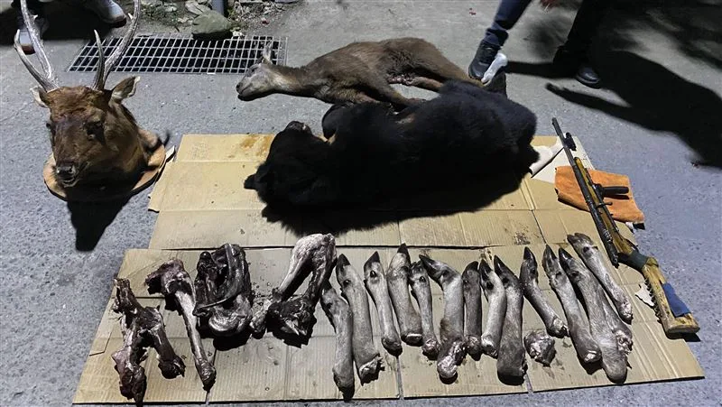 檢警在獵戶家中，查扣被獵捕的台灣黑熊和其他保育動物的遺體。屏東地檢署提供