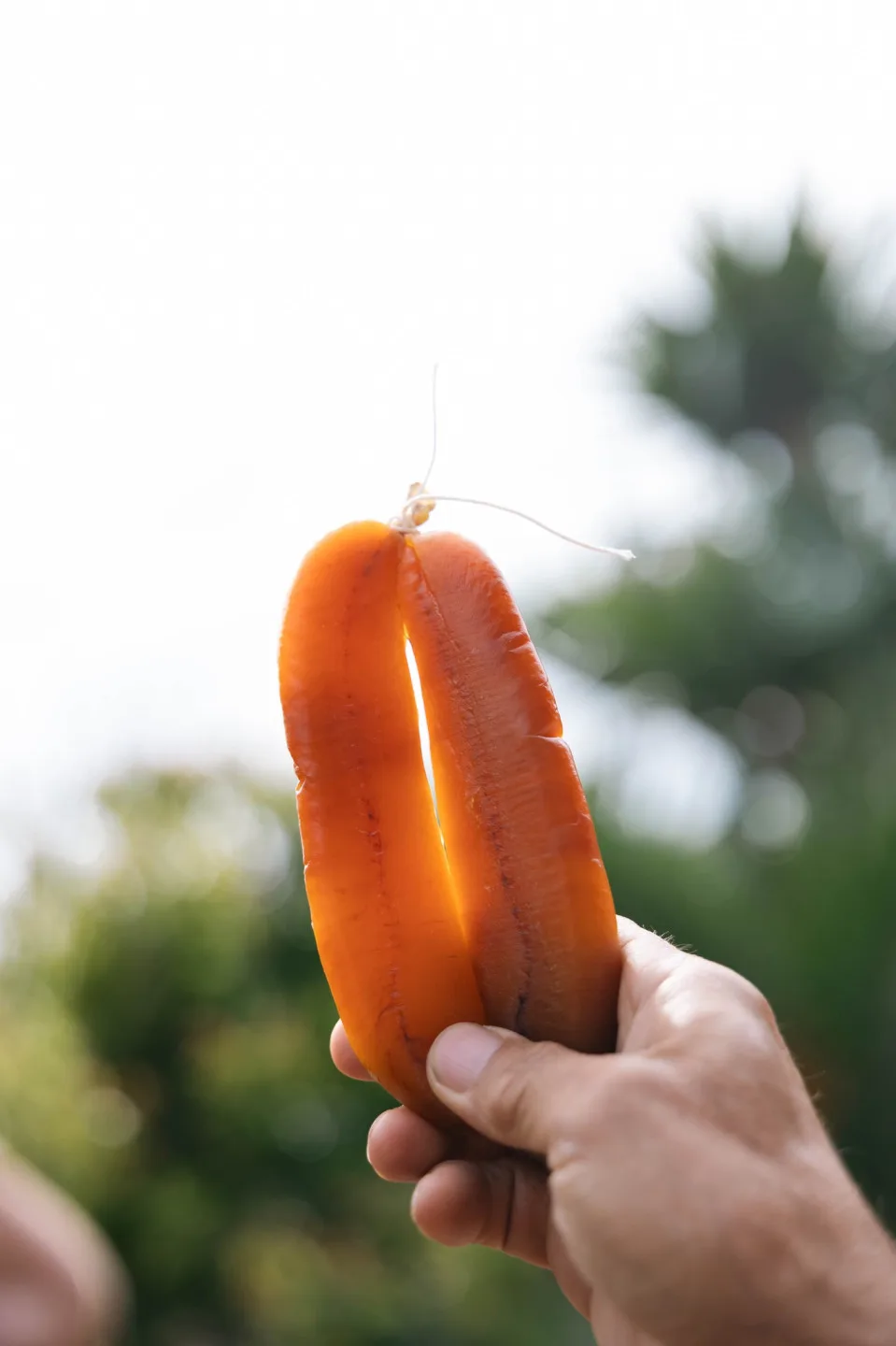 每年秋冬「九降風」起，是烏魚豐收的季節。翻攝自竹縣休閒農遊好好玩臉書粉絲專頁