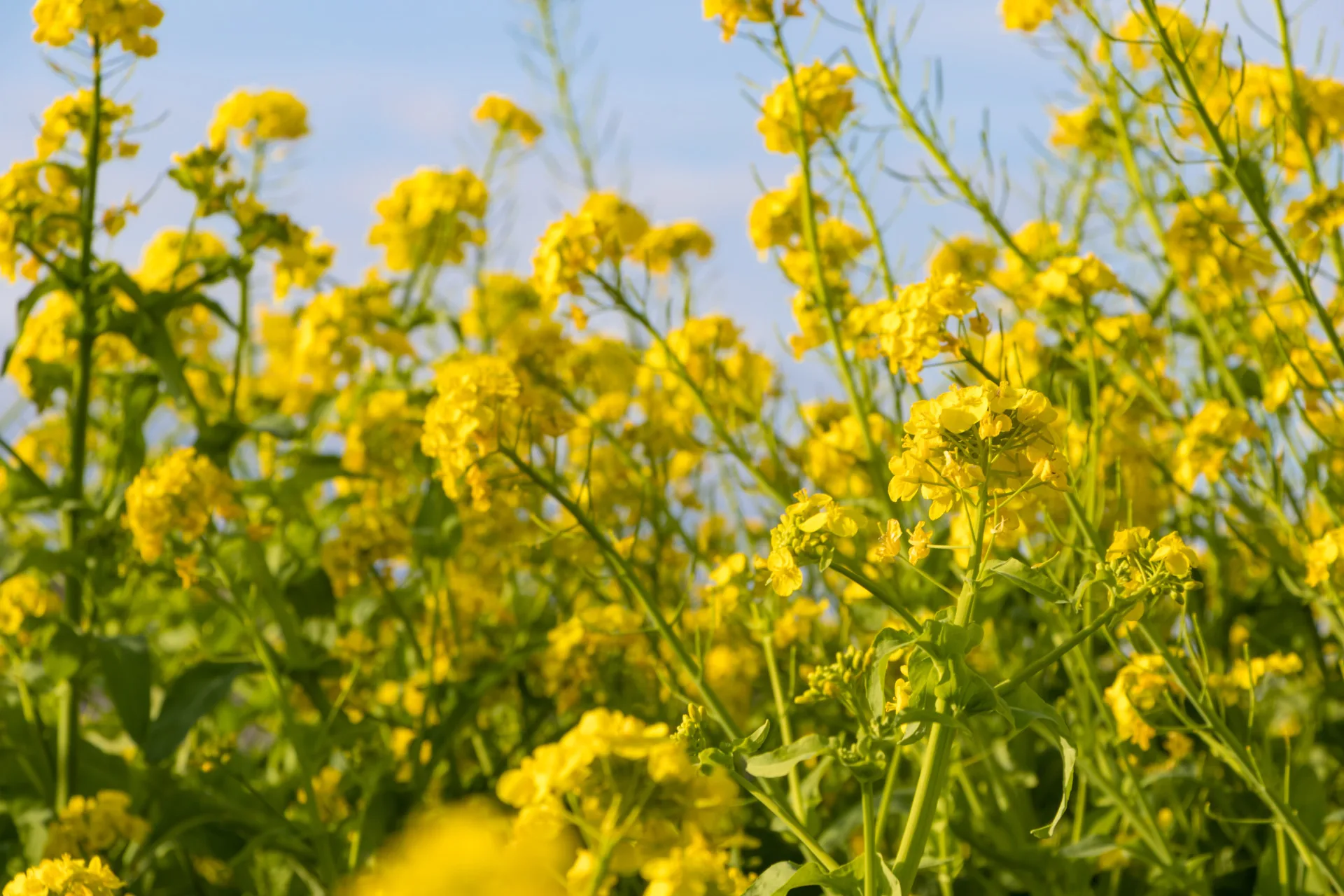 冬季休耕期種植綠肥作物，如：油菜、苕子、埃及三葉草、向日葵及蕎麥等，能有效提升土壤肥力，減少次期化學肥料使用。示意圖。資料圖源envato