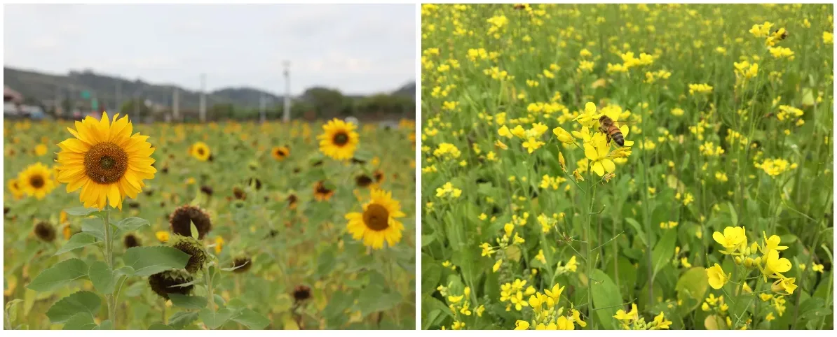 農糧署鼓勵冬種綠肥　形成油菜、向日葵花海