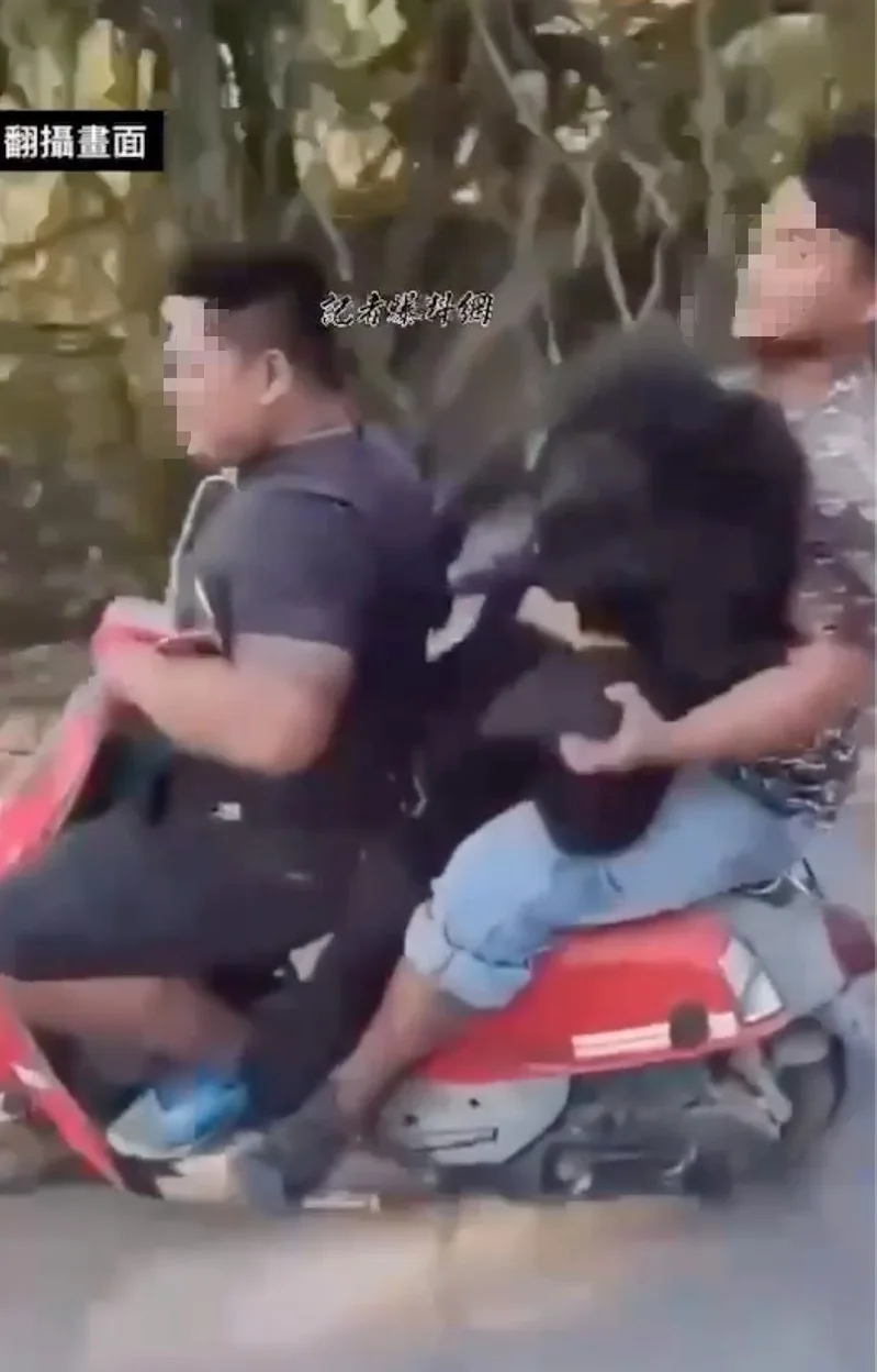 2022年涉案顏氏兄弟獵得黑熊後，與村民以「三貼」方式載熊，嬉鬧及逗弄黑熊屍體影片在網路引發軒然大波。翻攝記者爆料網