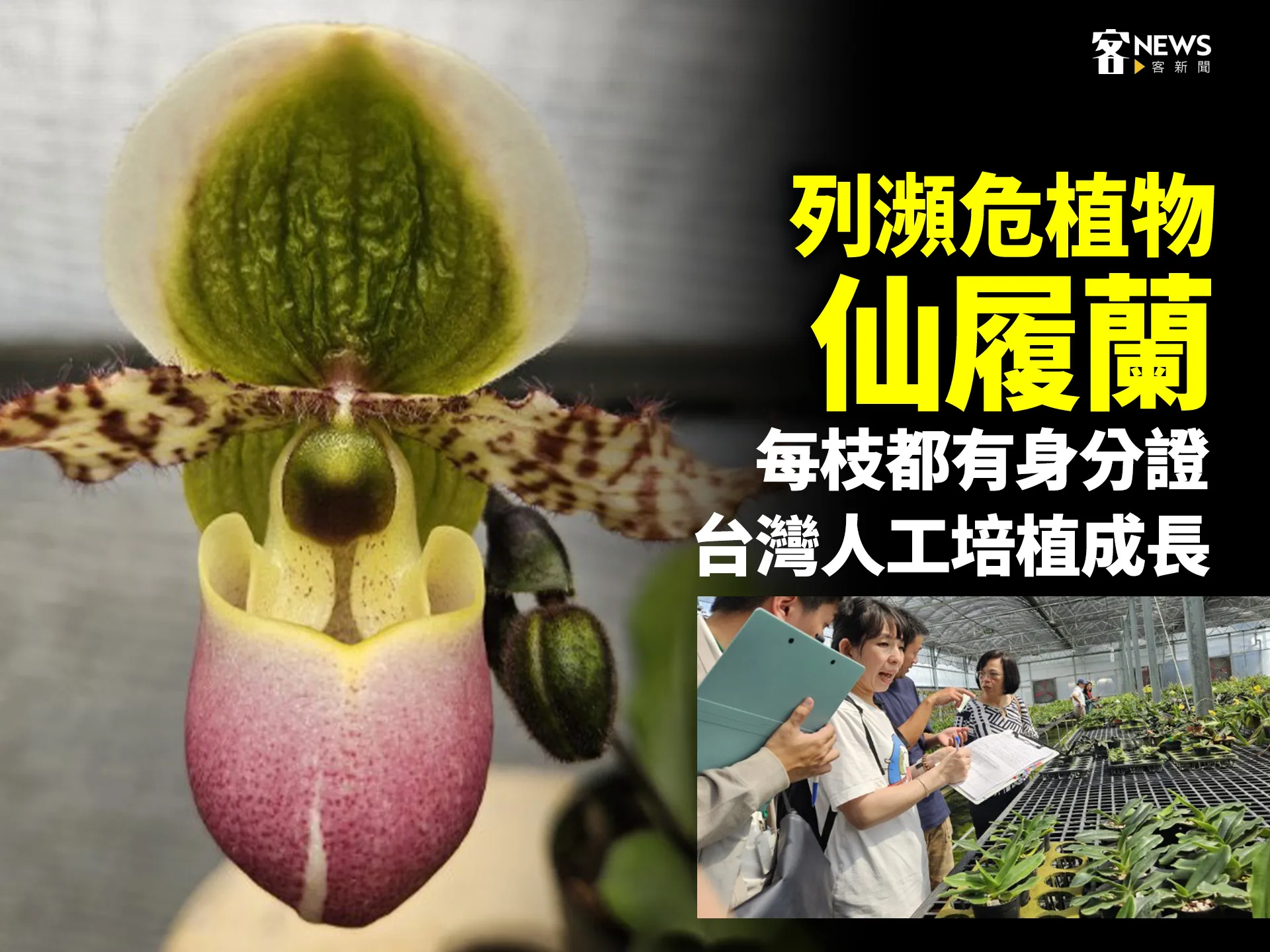 列瀕危植物「仙履蘭」　每枝都有身分證、台灣人工培植成長